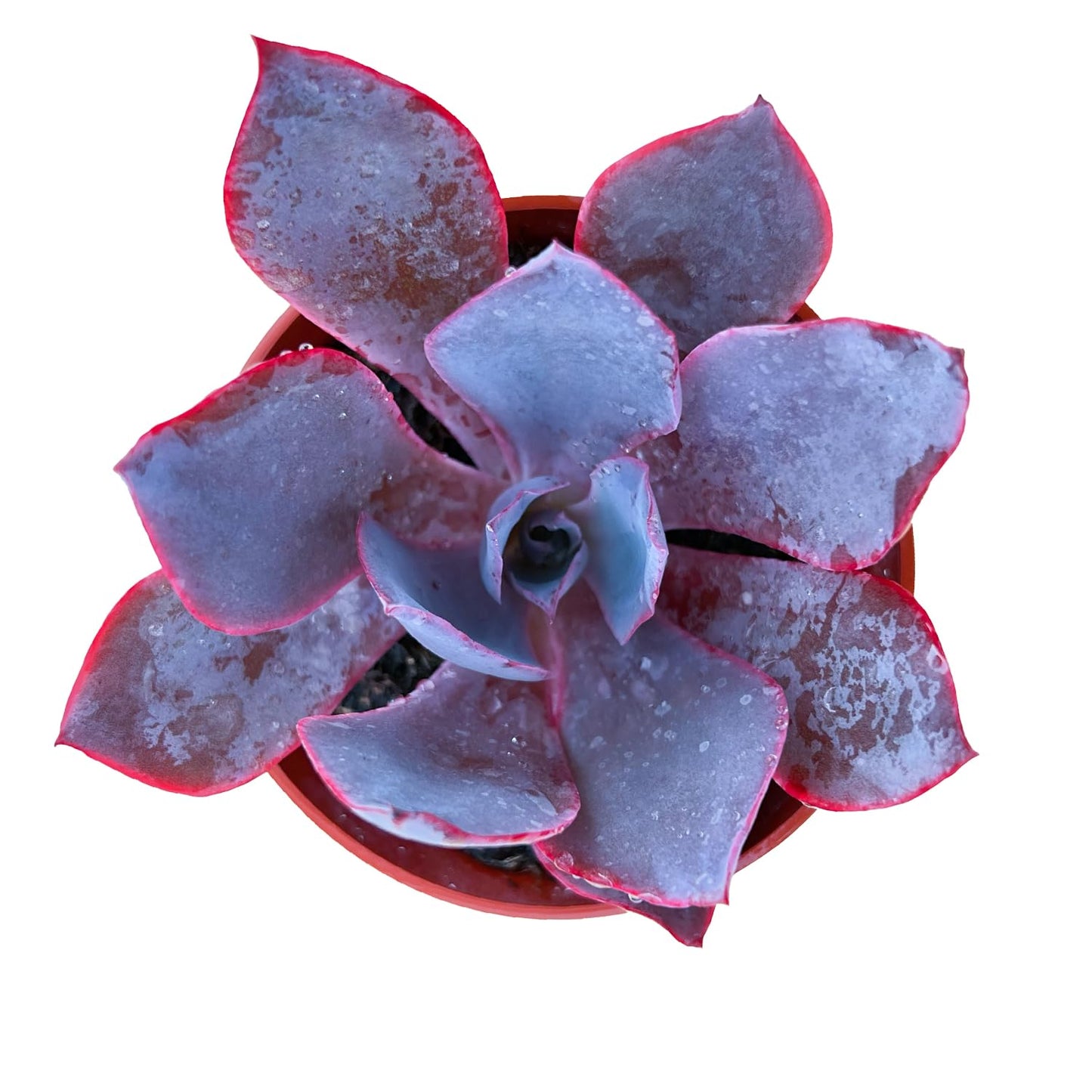 4" Trailing Succulents