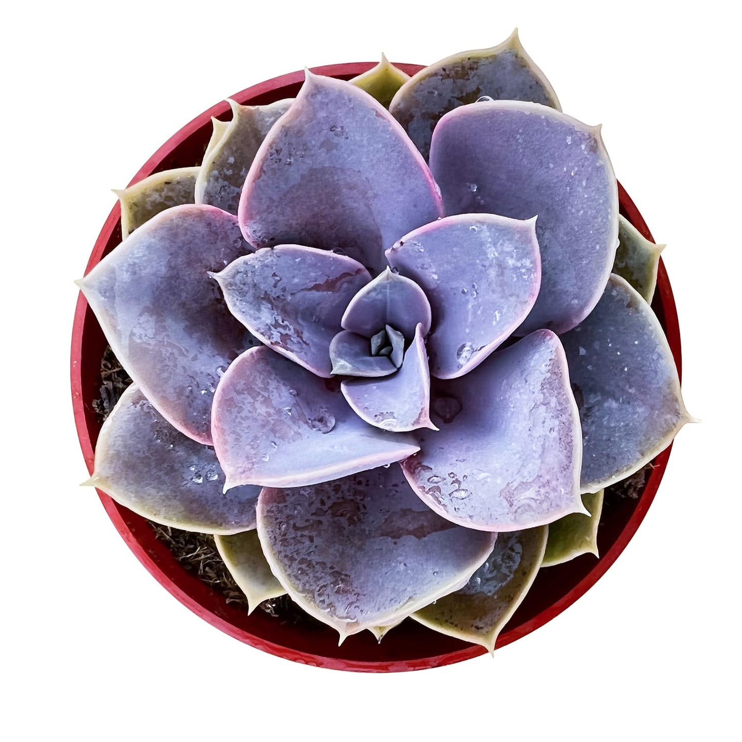 4" Trailing Succulents