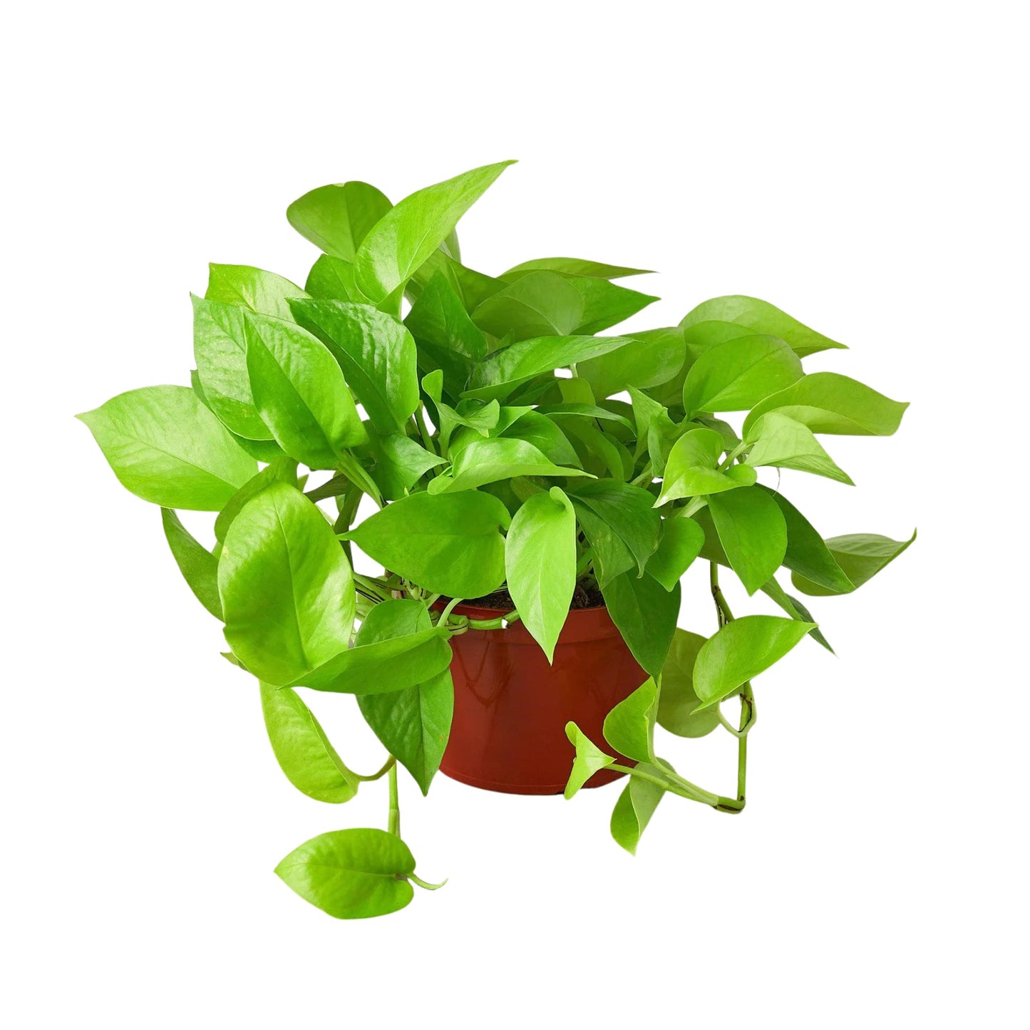 Pothos