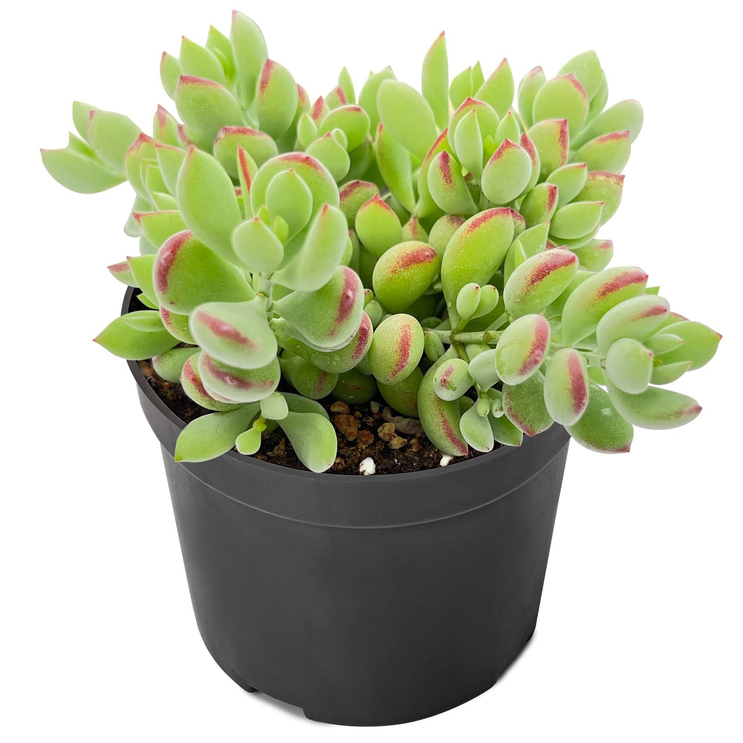 4" Trailing Succulents