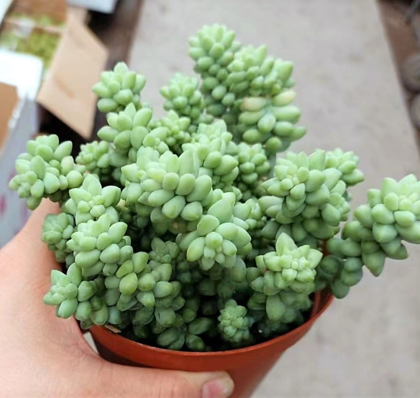 4" Trailing Succulents