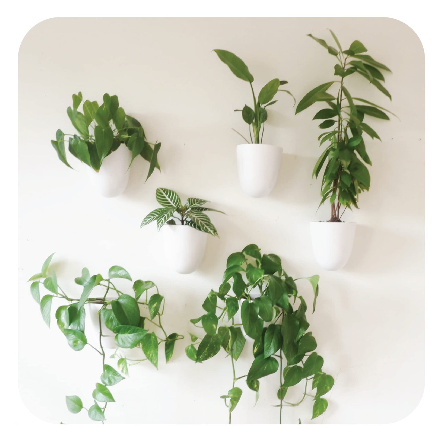 Self-Watering Wall Planter Set