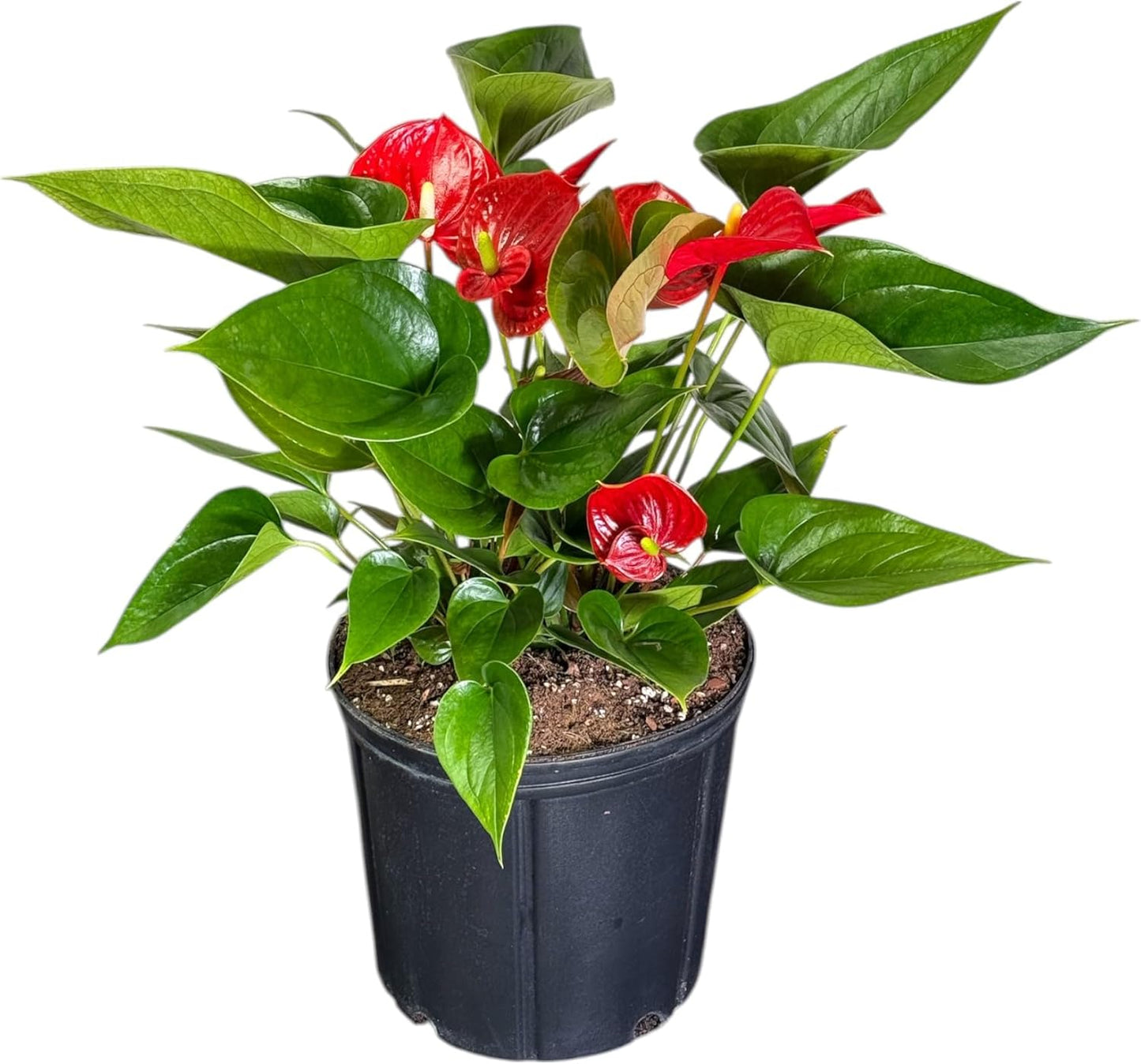 Anthurium Melanie Red Live Plant, Indoor/Outdoor, 10-inch Grower Pot, 28 inches Tall