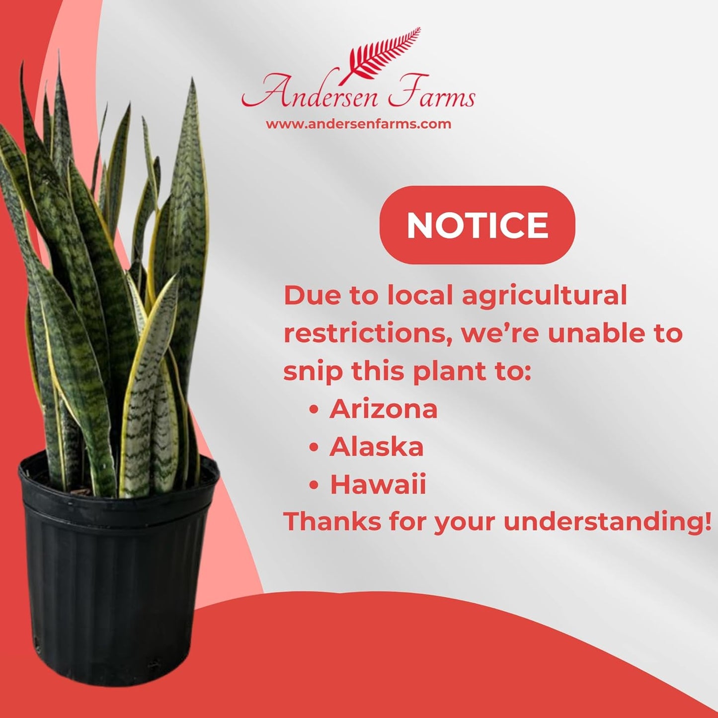 Sansevieria Laurentii Live Plant Indoor/Outdoor in 10 in Grower Pot, Green, Yellow