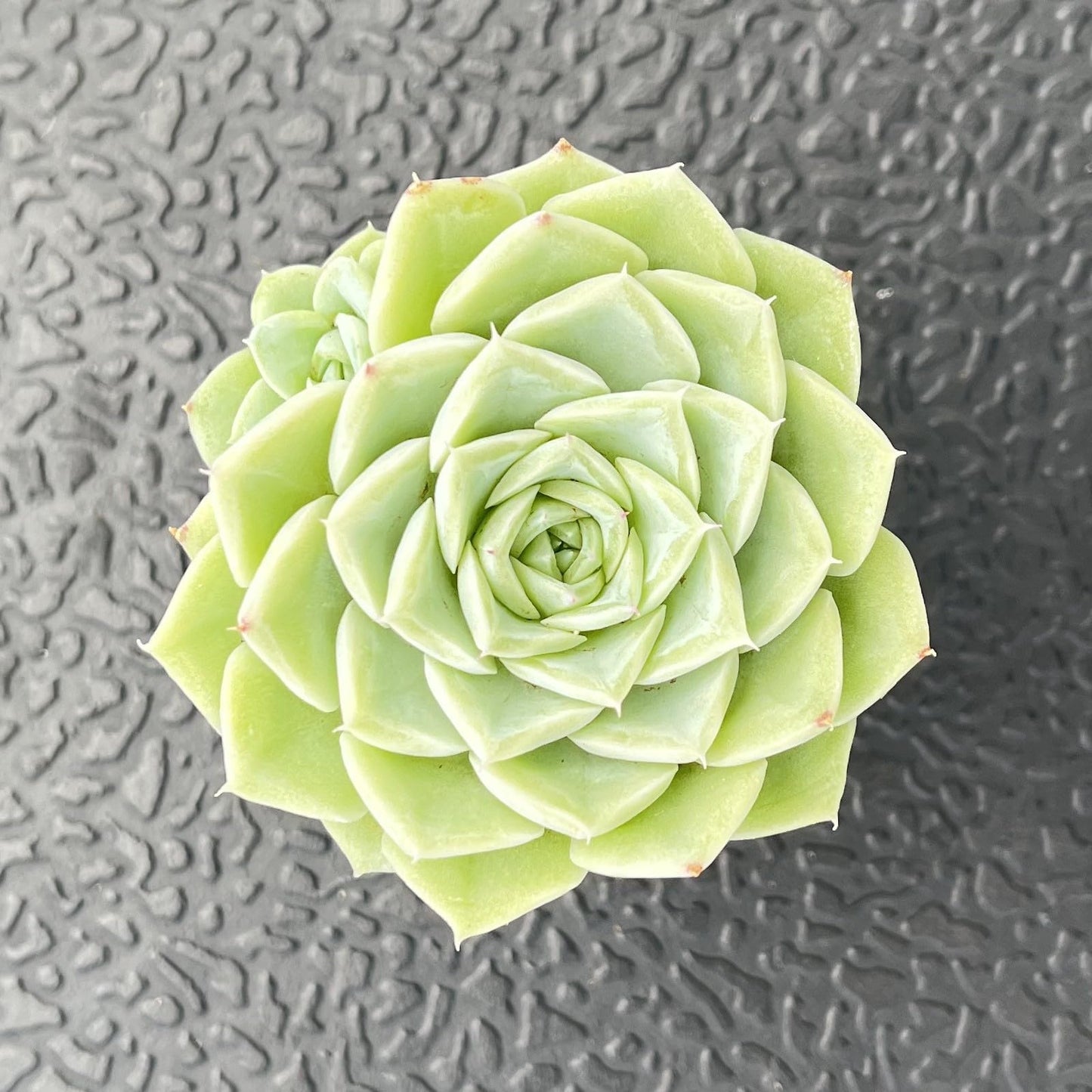 Sprout N Green Echeveria Minima, 1 Live Mini Succulent Plant Fully Rooted in 2 inch Starter Pot, Real House Plant for Indoor Outdoor Home Office Wedding Decoration Party Favor