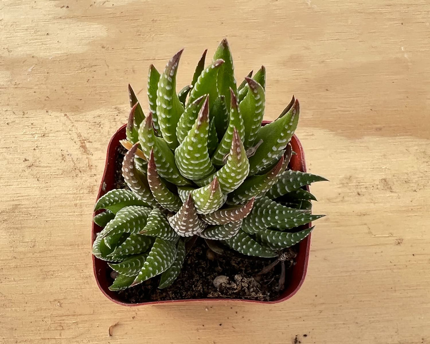 Lithops & Succulent Collection