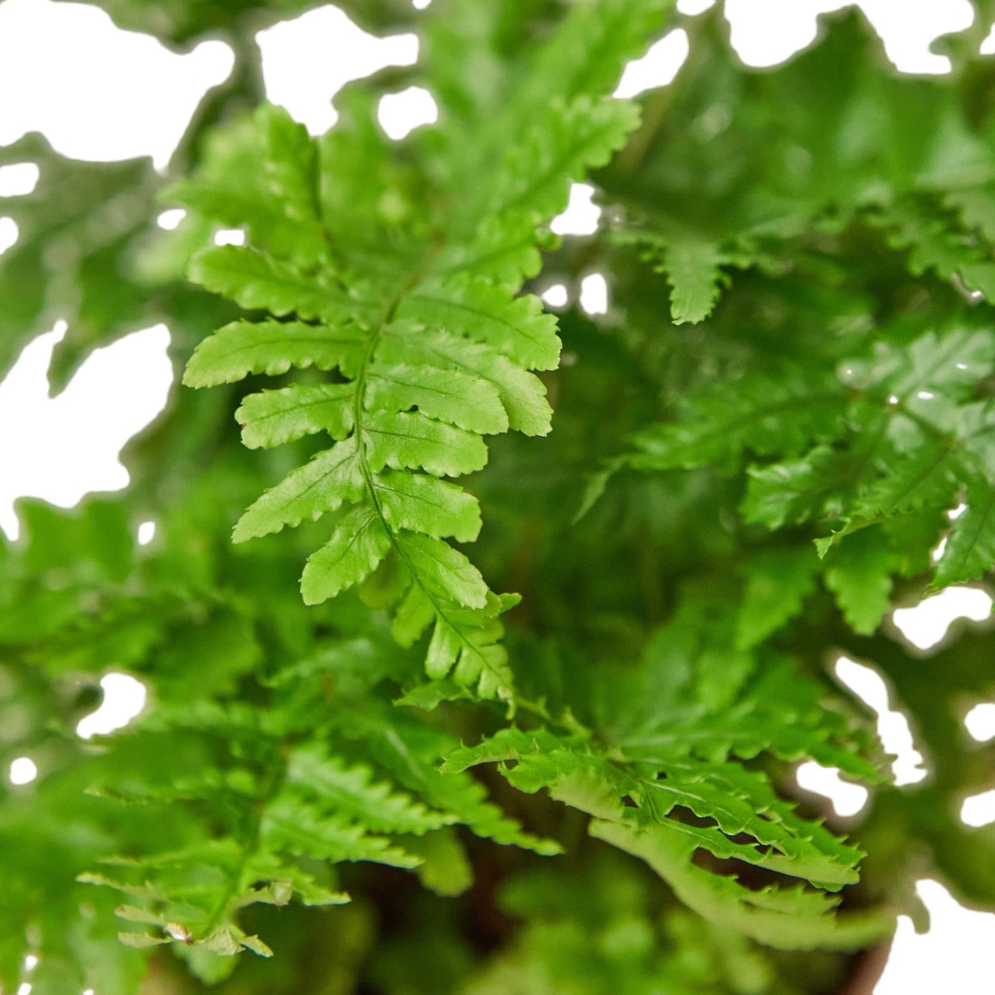 Ferns