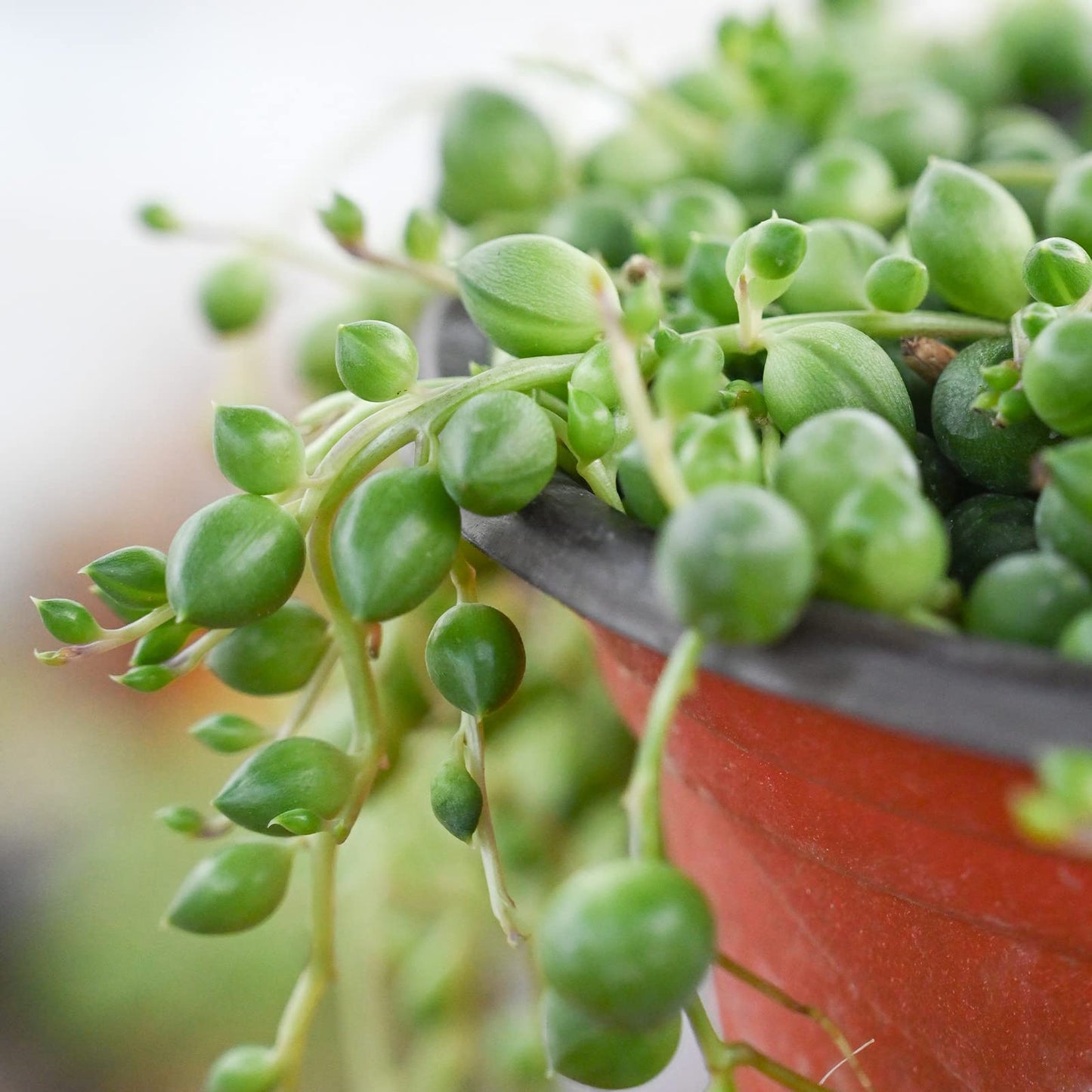 4" Trailing Succulents