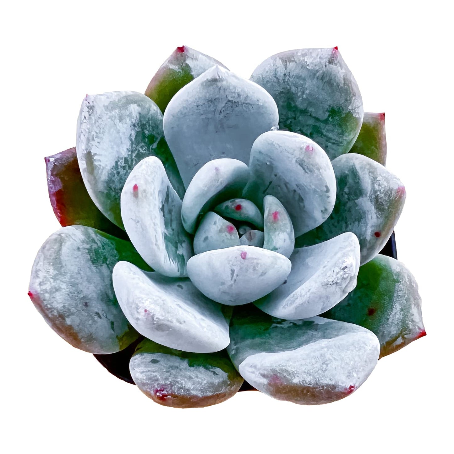 Sprout N Green Echeveria Minima, 1 Live Mini Succulent Plant Fully Rooted in 2 inch Starter Pot, Real House Plant for Indoor Outdoor Home Office Wedding Decoration Party Favor