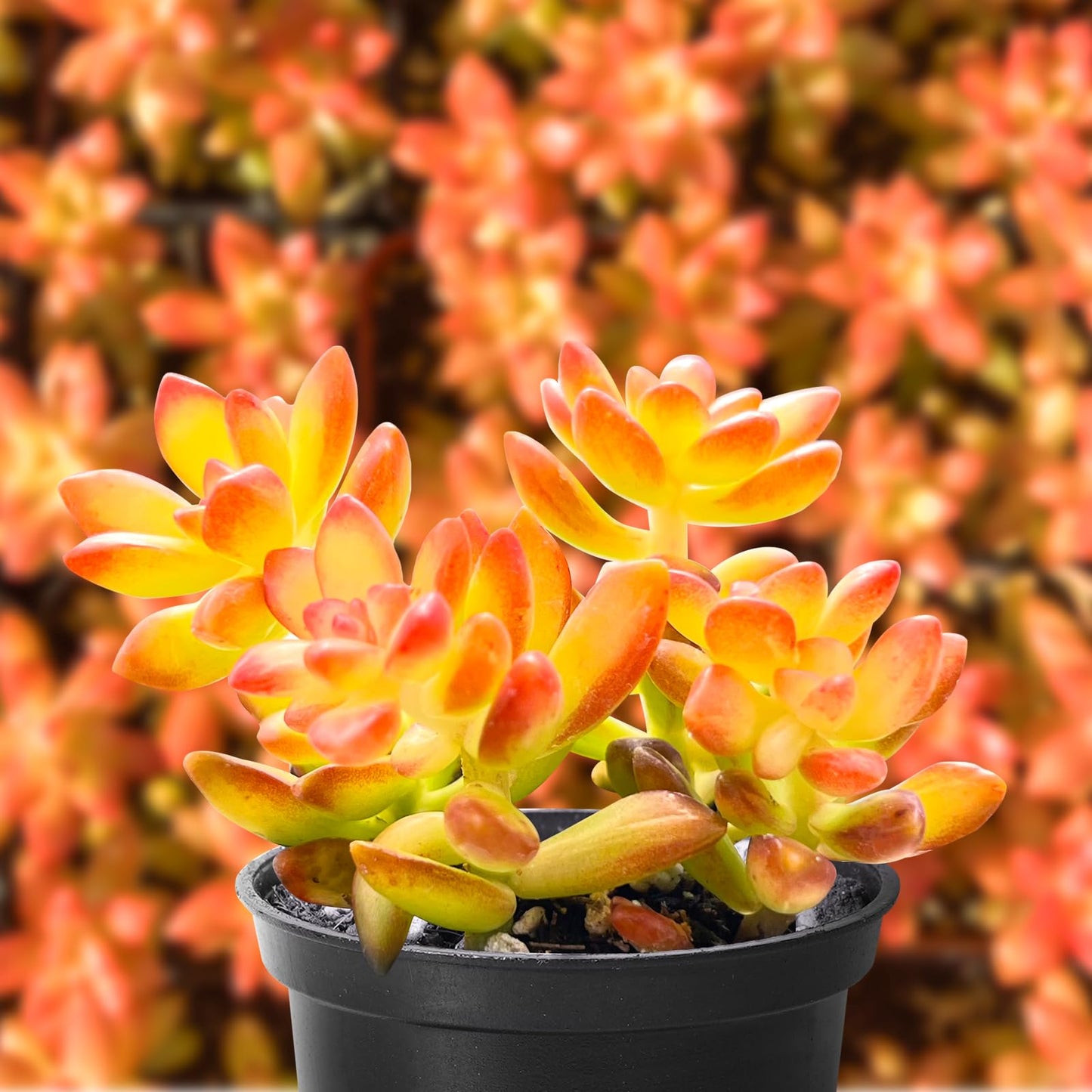 Lithops & Succulent Collection
