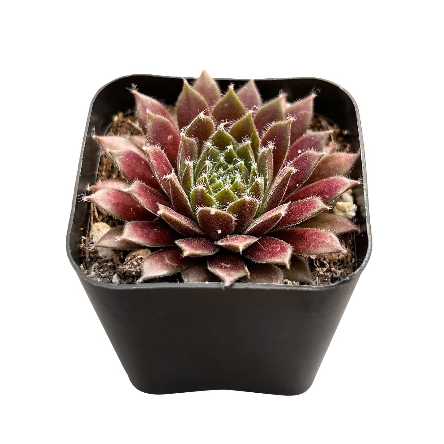 Lithops & Succulent Collection