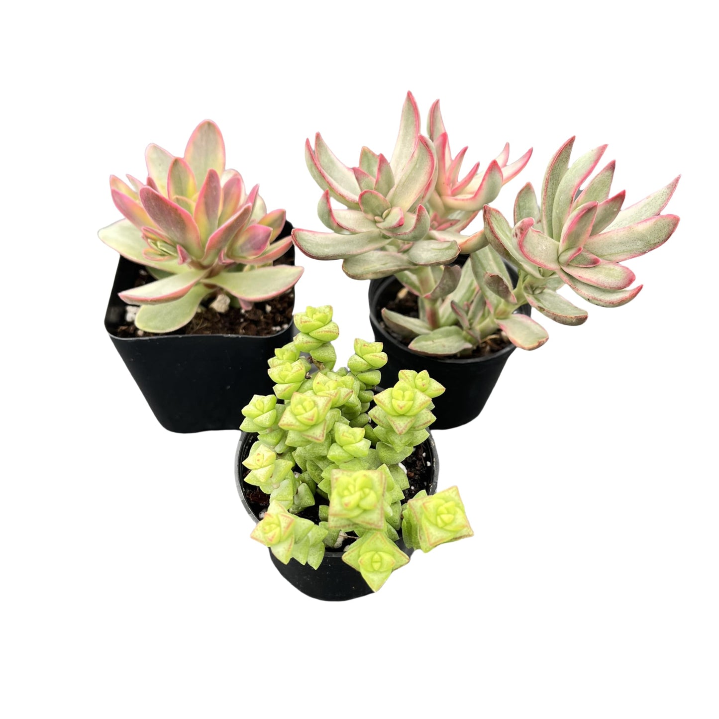 Lithops & Succulent Collection