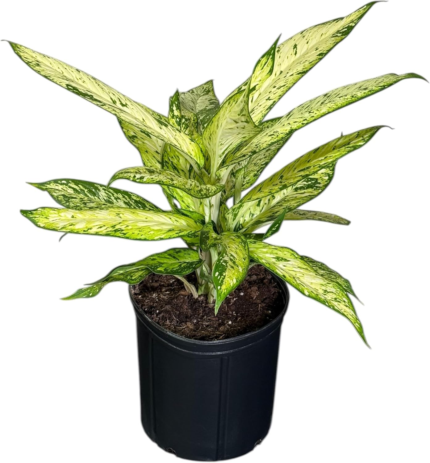 Dieffenbachia Starbright Live Plant, Indoor/Outdoor, 10-inch Pot, Yellow and Green