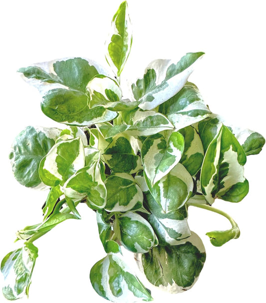 Pothos N’Joy Live Indoor Plant 4"