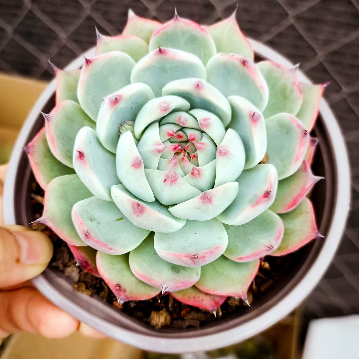 Lithops & Succulent Collection