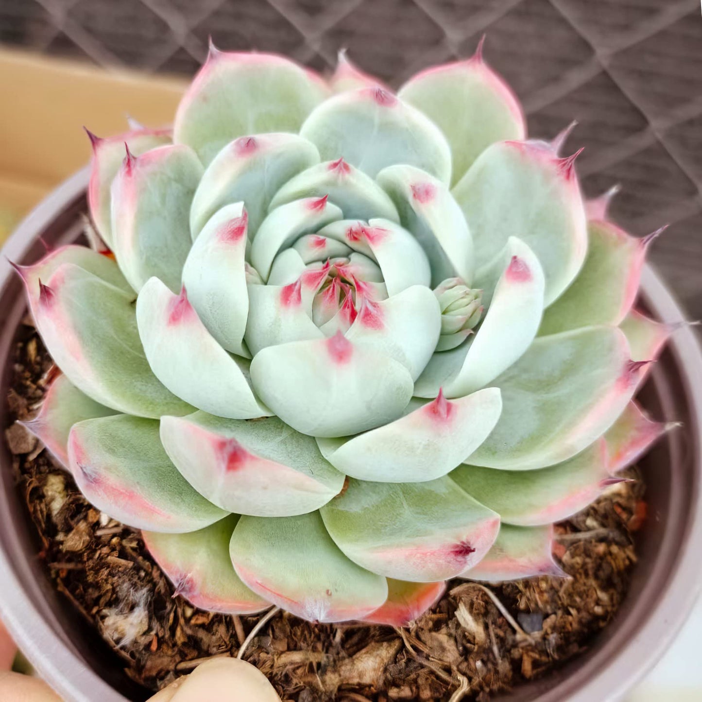 Lithops & Succulent Collection