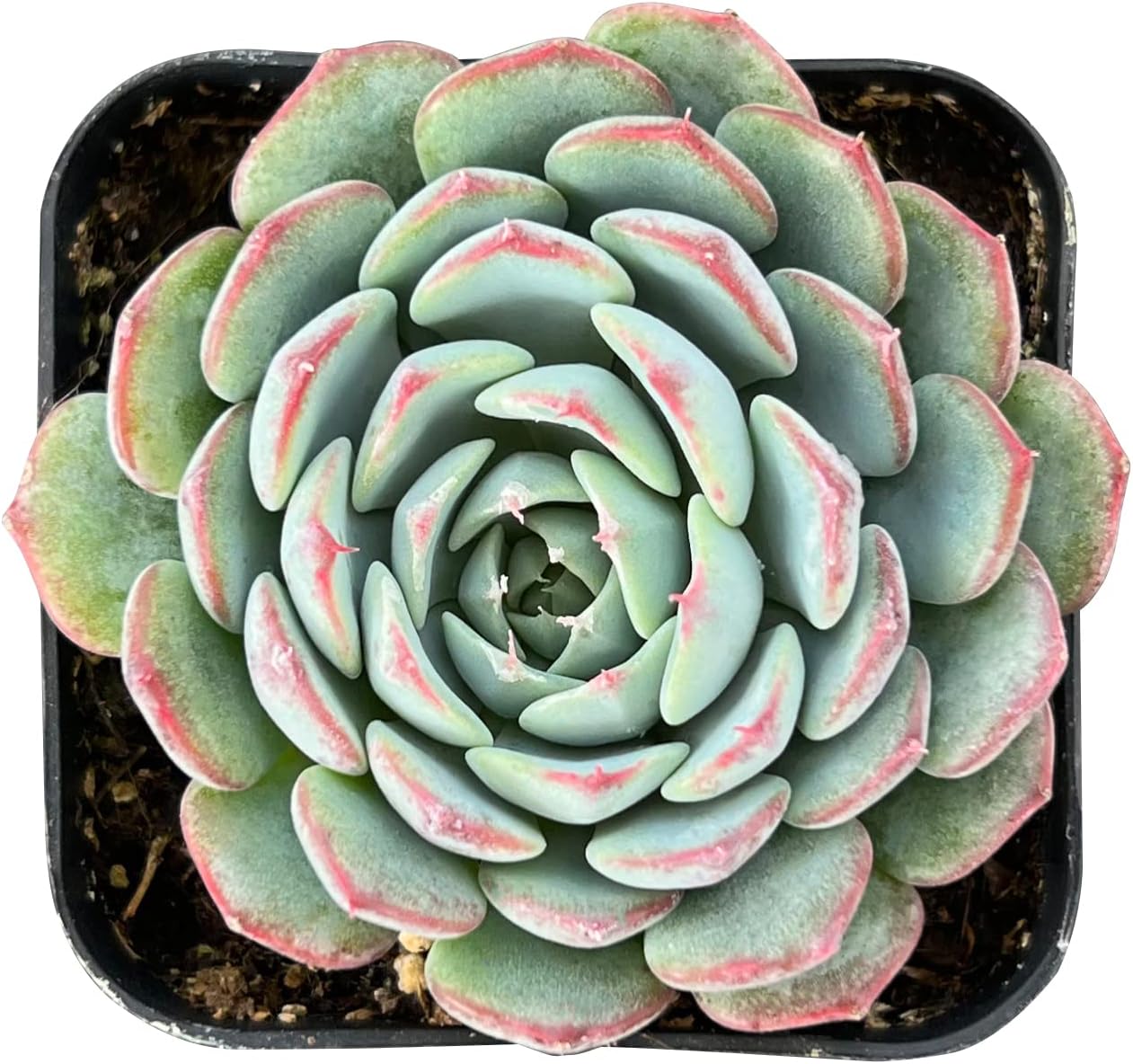Sprout N Green Echeveria Minima, 1 Live Mini Succulent Plant Fully Rooted in 2 inch Starter Pot, Real House Plant for Indoor Outdoor Home Office Wedding Decoration Party Favor