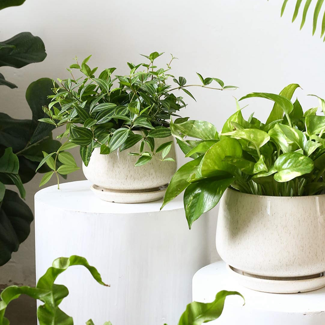 Ceramic Planter Set