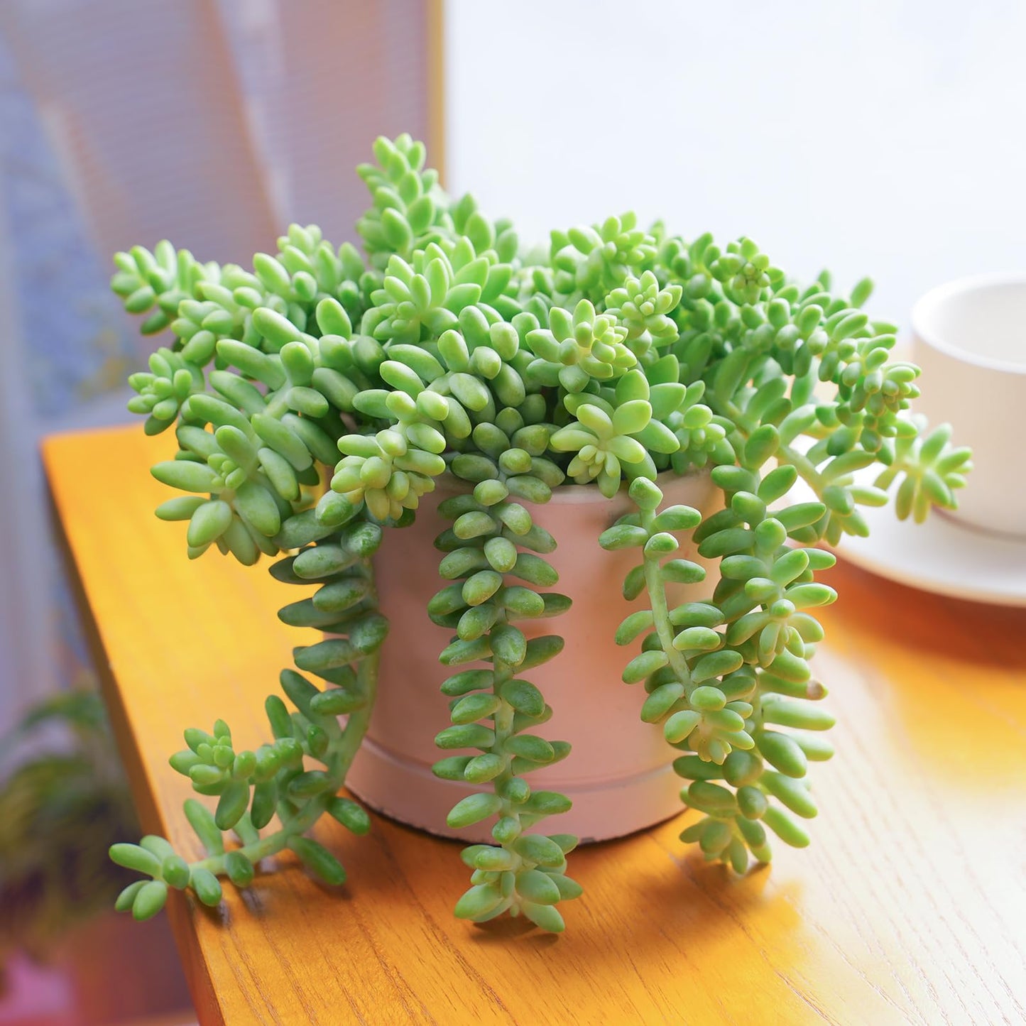 4" Trailing Succulents