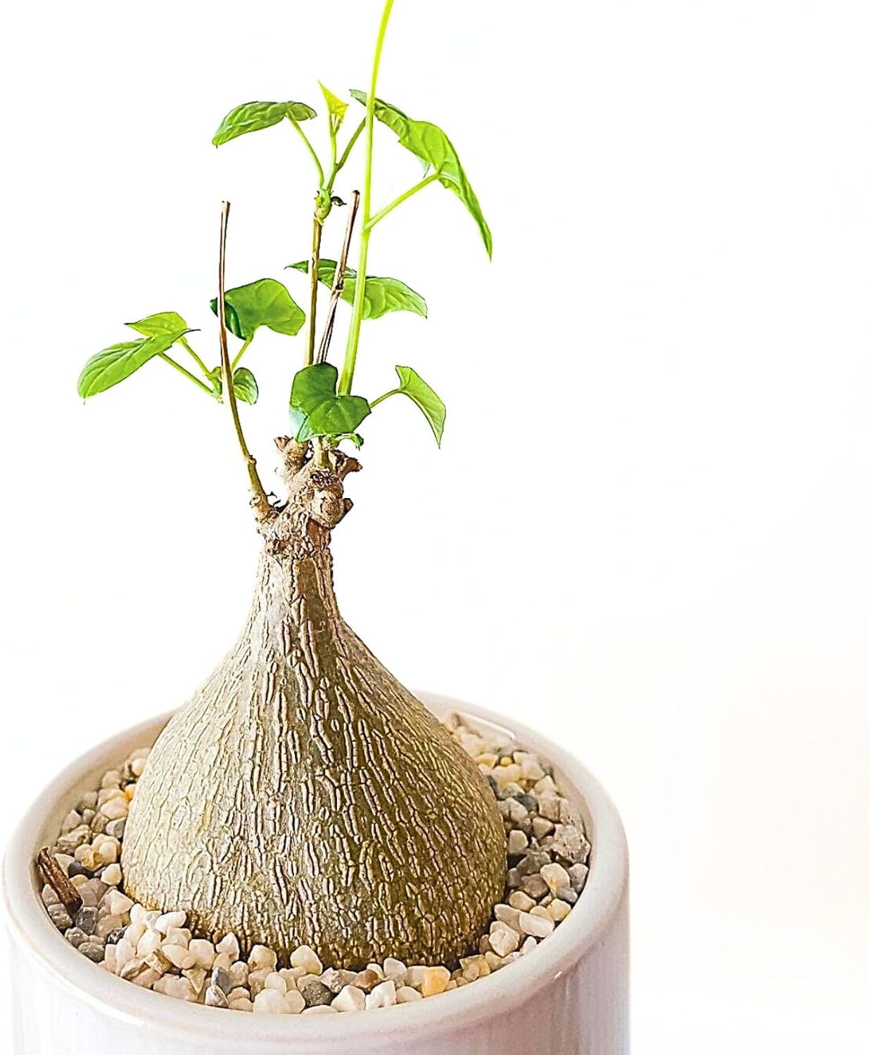 Live Gerrardanthus Macrorhizus – Rare Succulent Caudex Plant