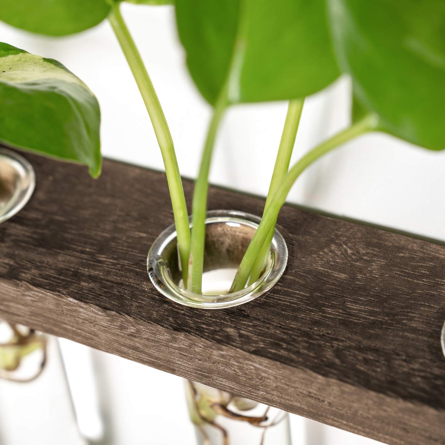 Wall Hanging Plant Propagation Station