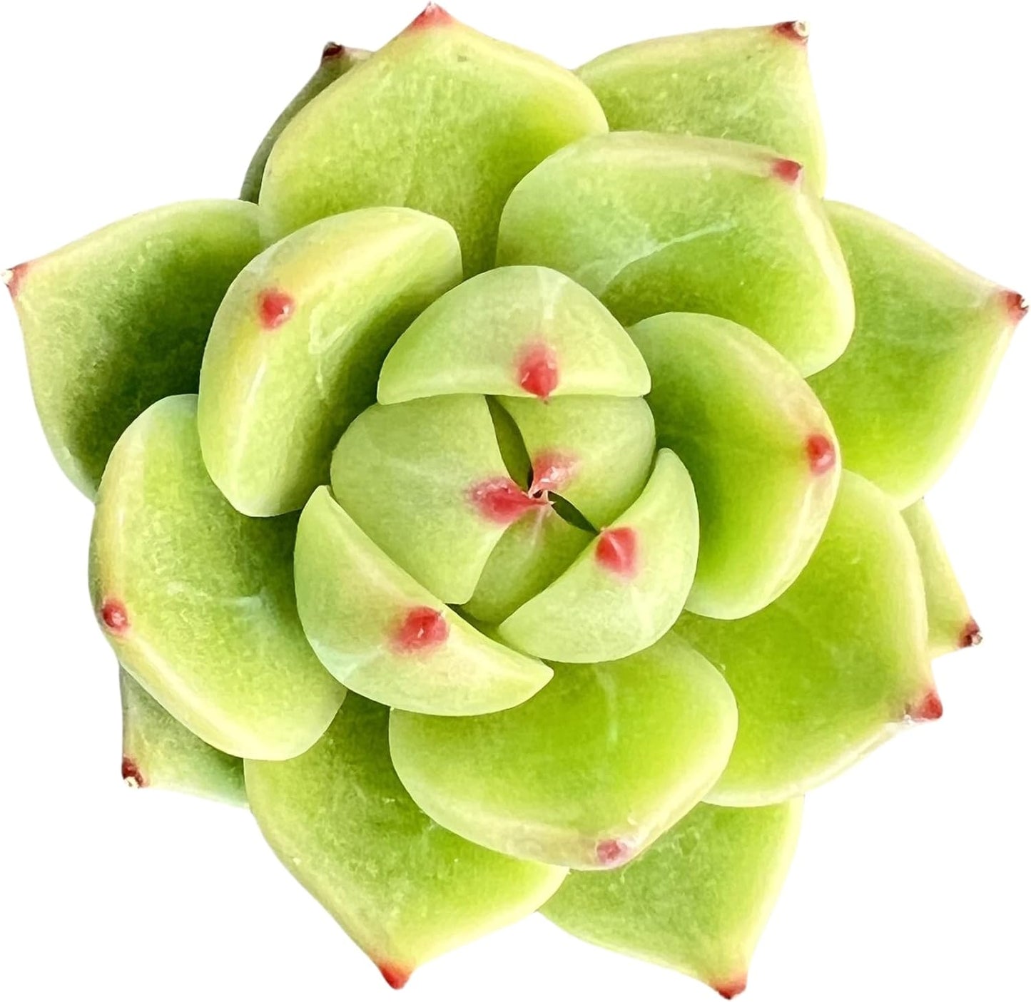 Sprout N Green Echeveria Minima, 1 Live Mini Succulent Plant Fully Rooted in 2 inch Starter Pot, Real House Plant for Indoor Outdoor Home Office Wedding Decoration Party Favor