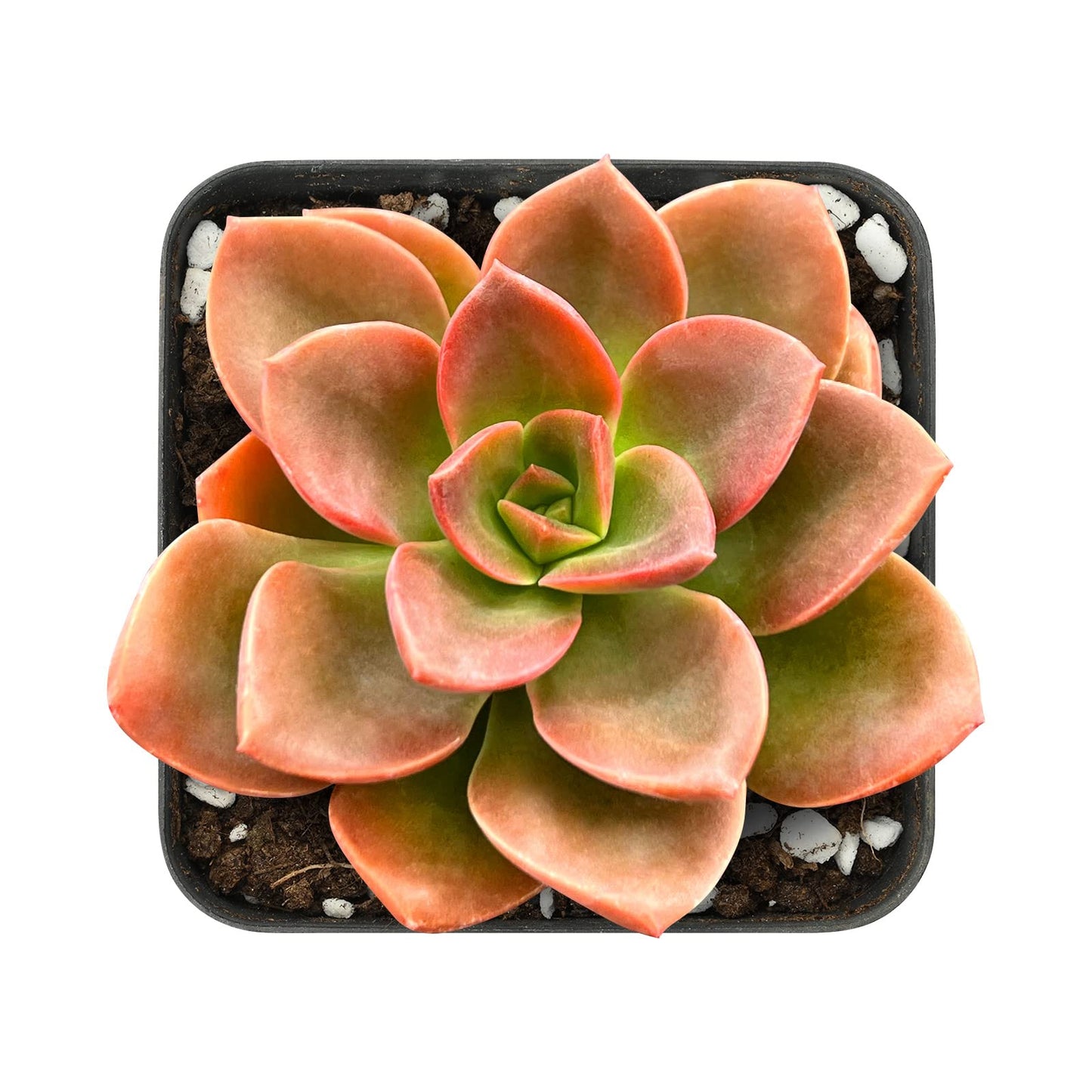 Lithops & Succulent Collection