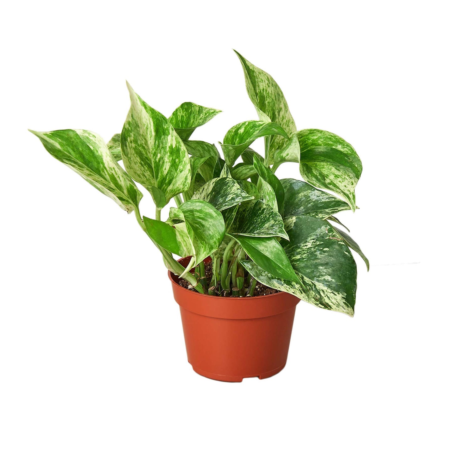 Pothos