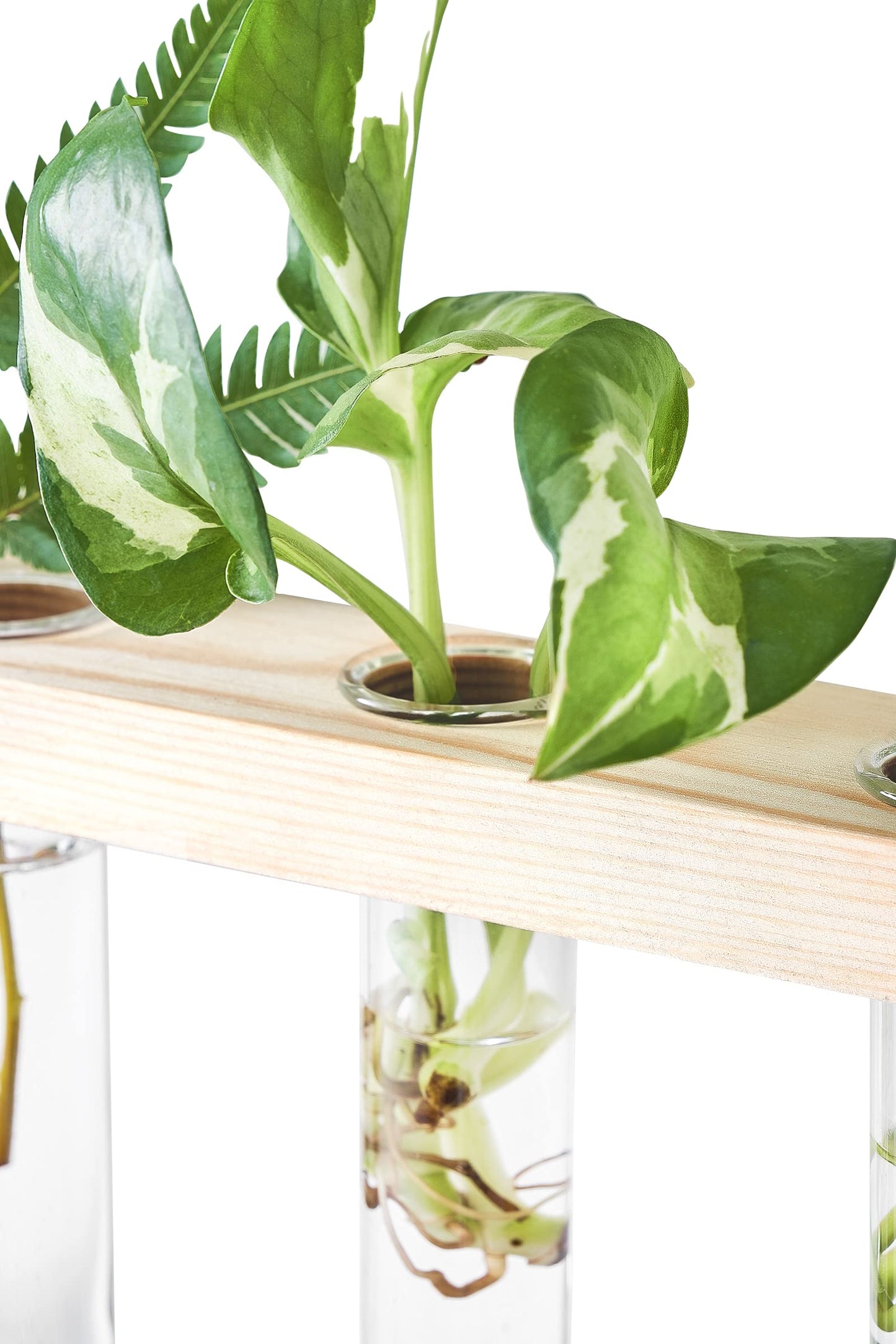 Wall Hanging Plant Propagation Station