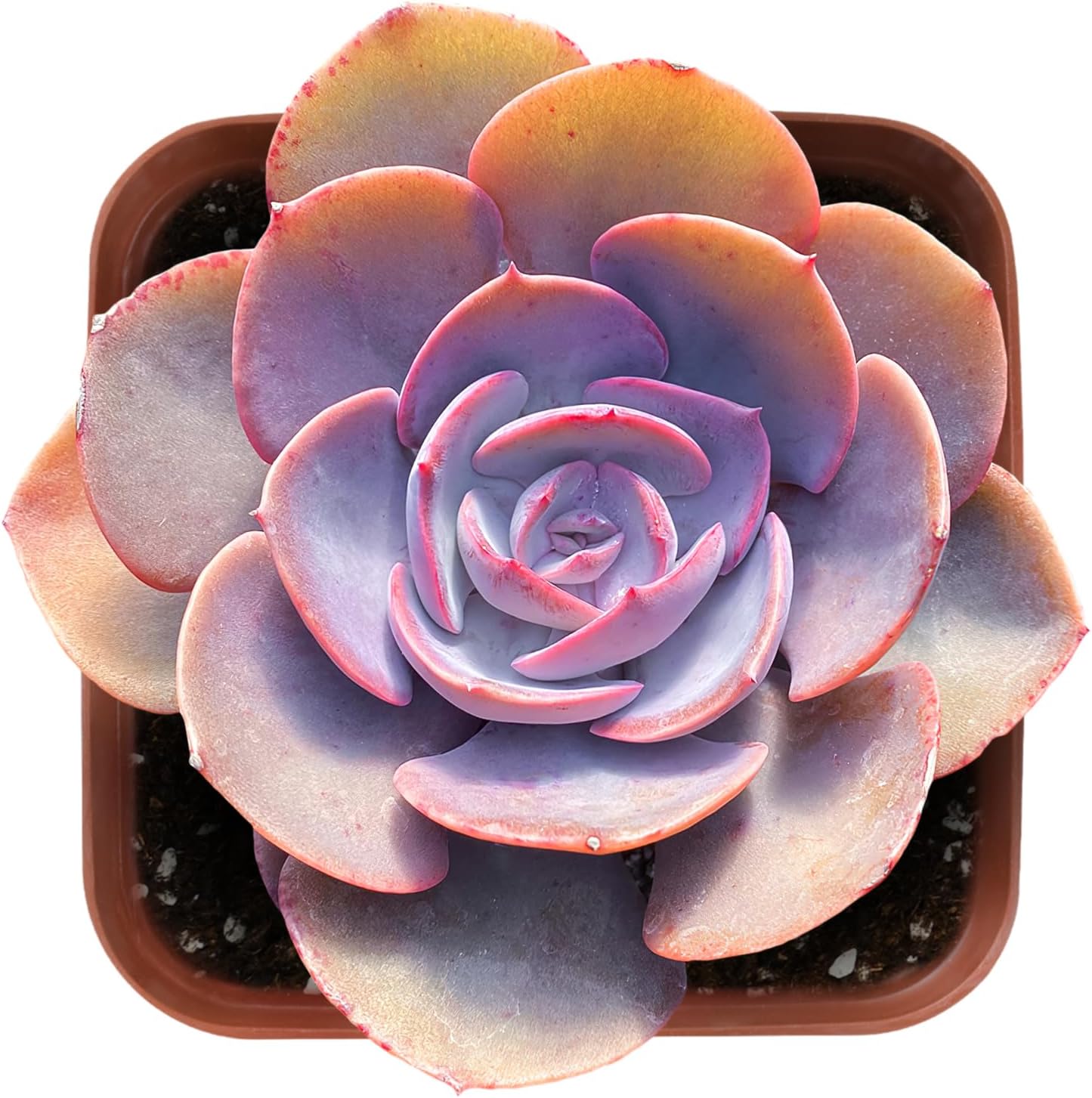 Sprout N Green Echeveria Minima, 1 Live Mini Succulent Plant Fully Rooted in 2 inch Starter Pot, Real House Plant for Indoor Outdoor Home Office Wedding Decoration Party Favor