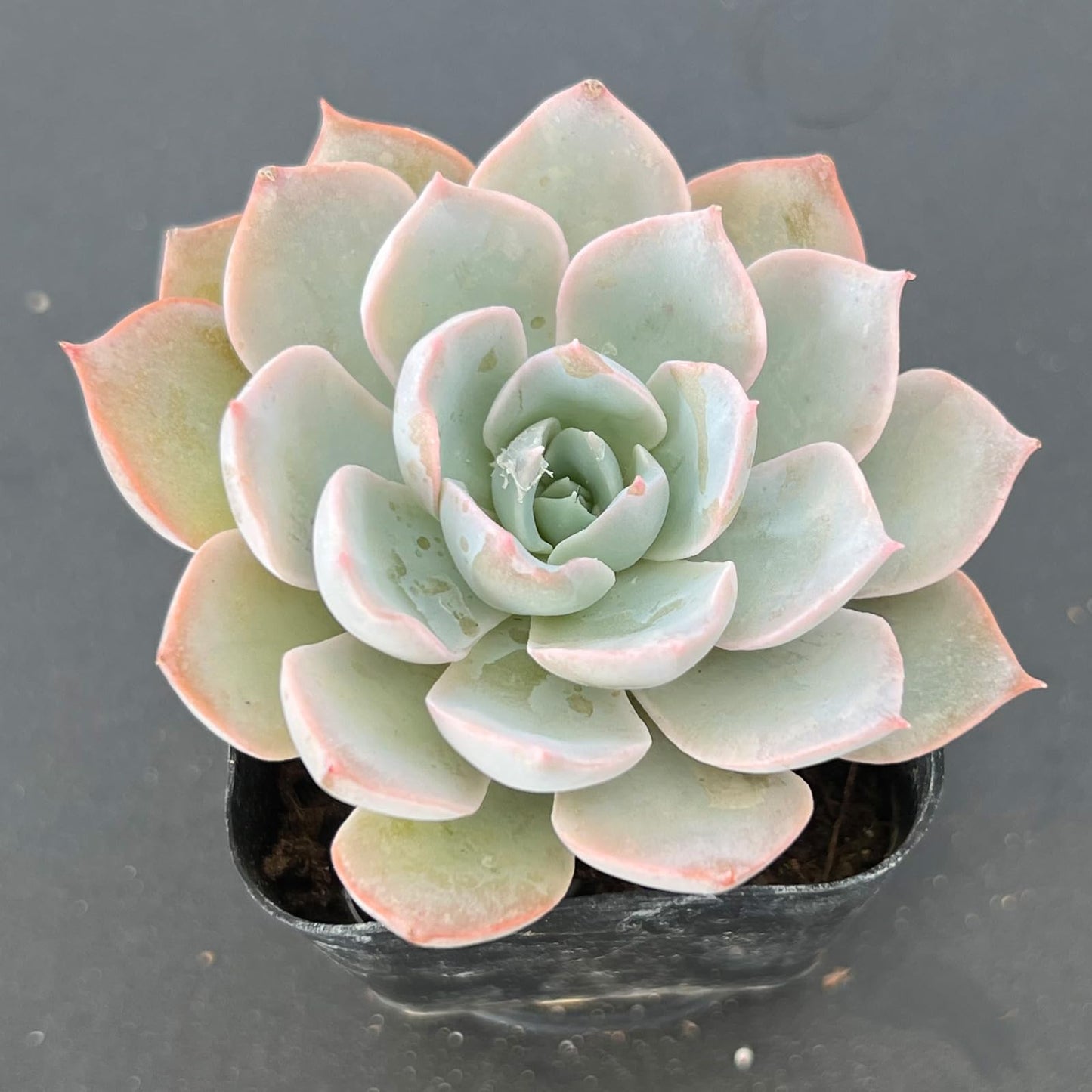 Lithops & Succulent Collection
