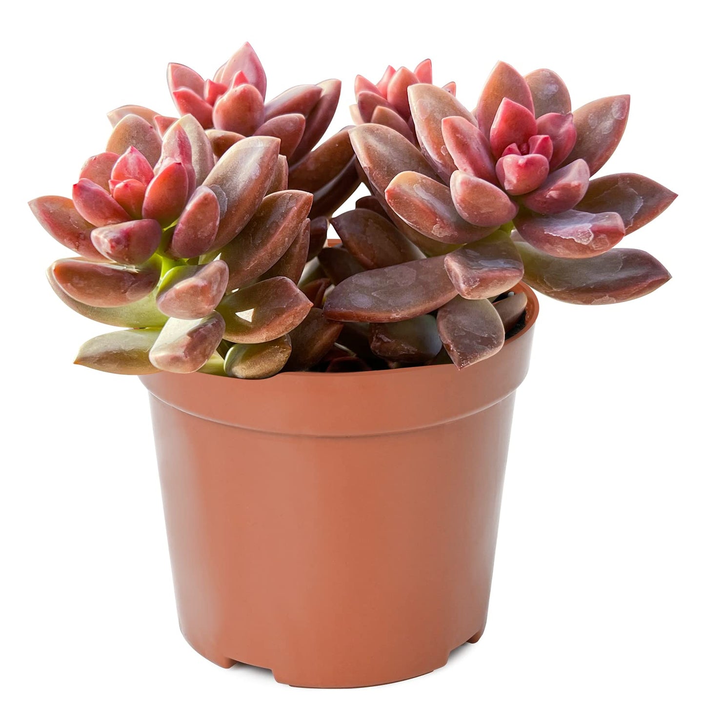 4" Trailing Succulents