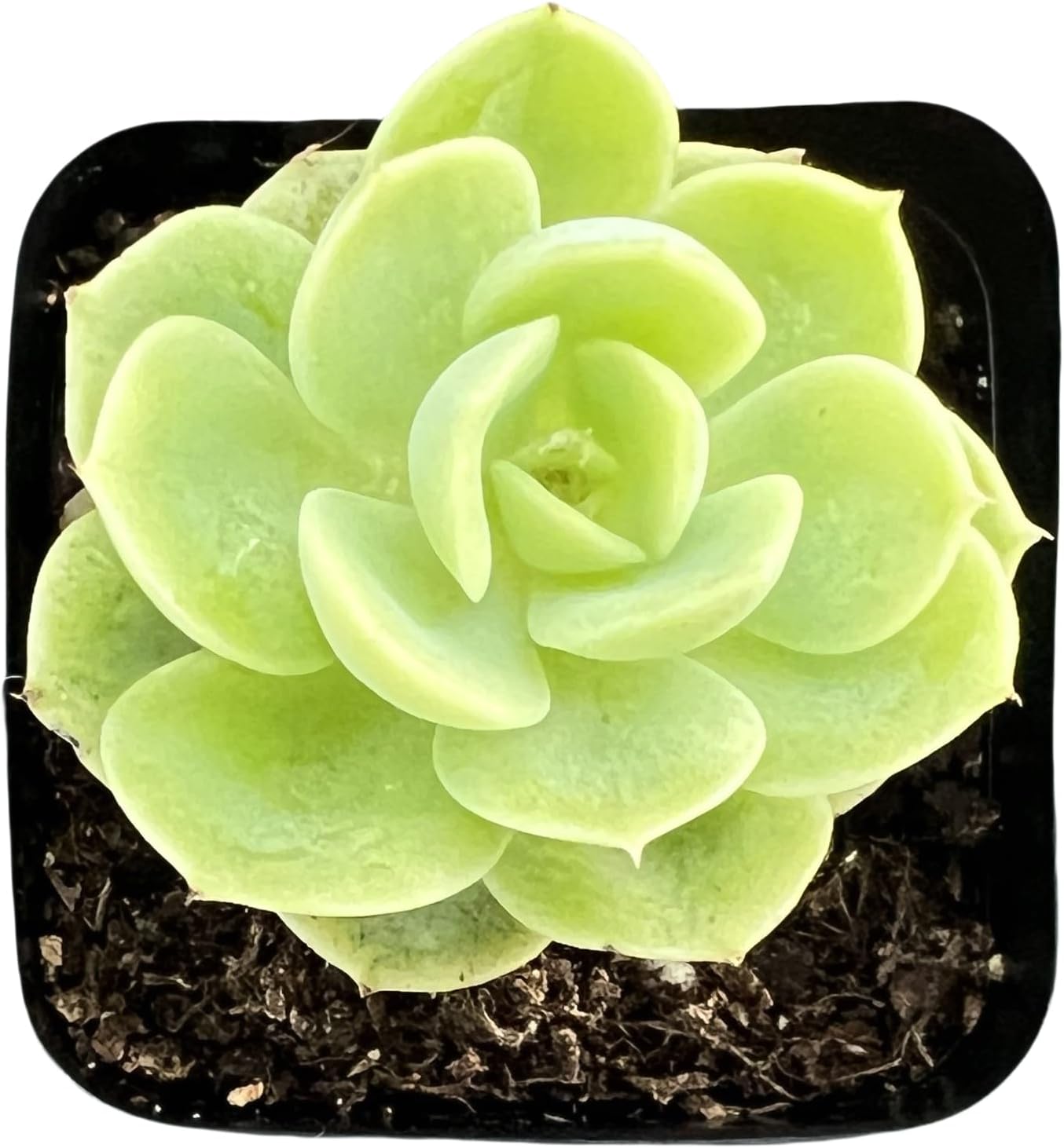 Sprout N Green Echeveria Minima, 1 Live Mini Succulent Plant Fully Rooted in 2 inch Starter Pot, Real House Plant for Indoor Outdoor Home Office Wedding Decoration Party Favor