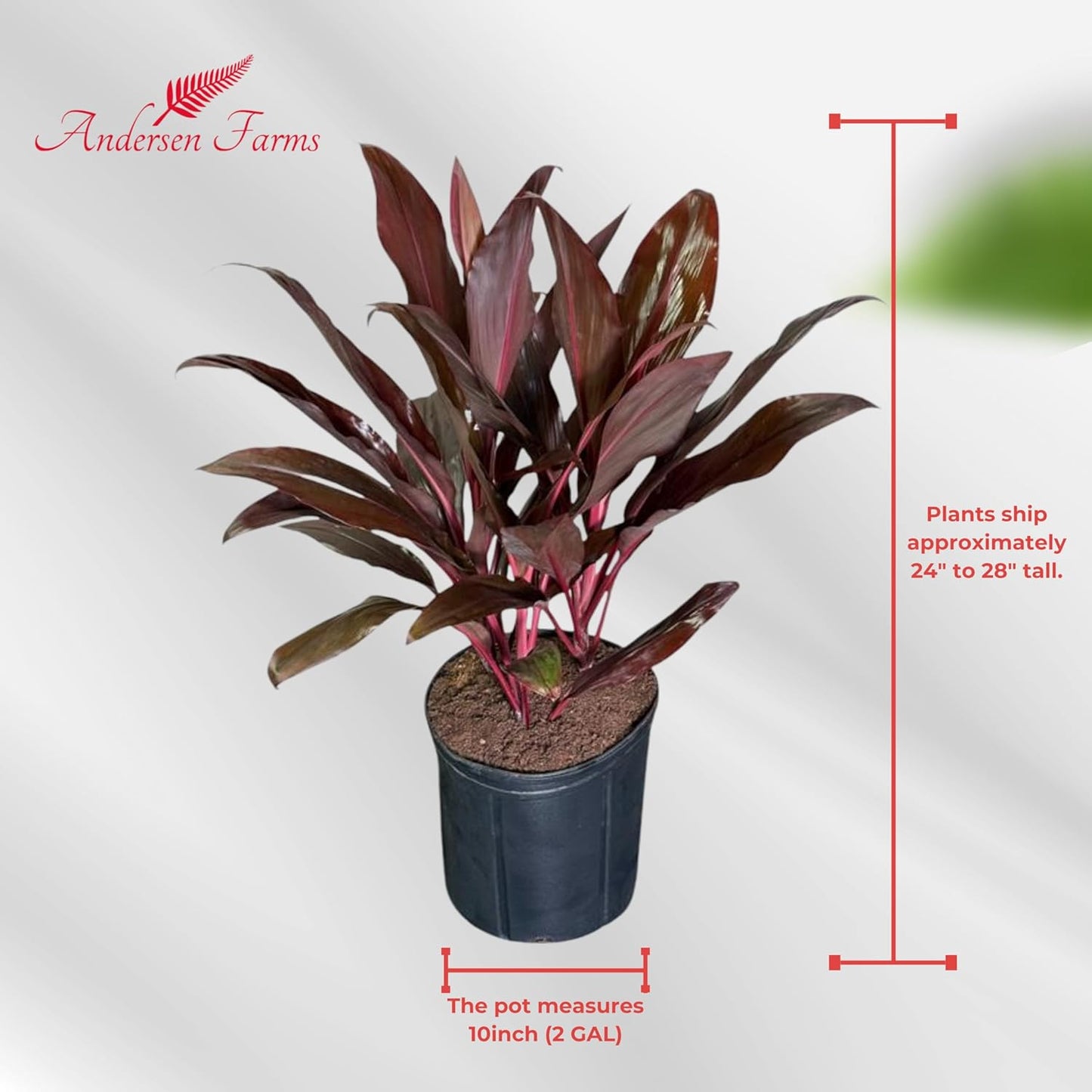 Cordyline Auntie Lou – Tropical Burgundy Foliage in 10-Inch Grower Pot for Indoor & Outdoor Use