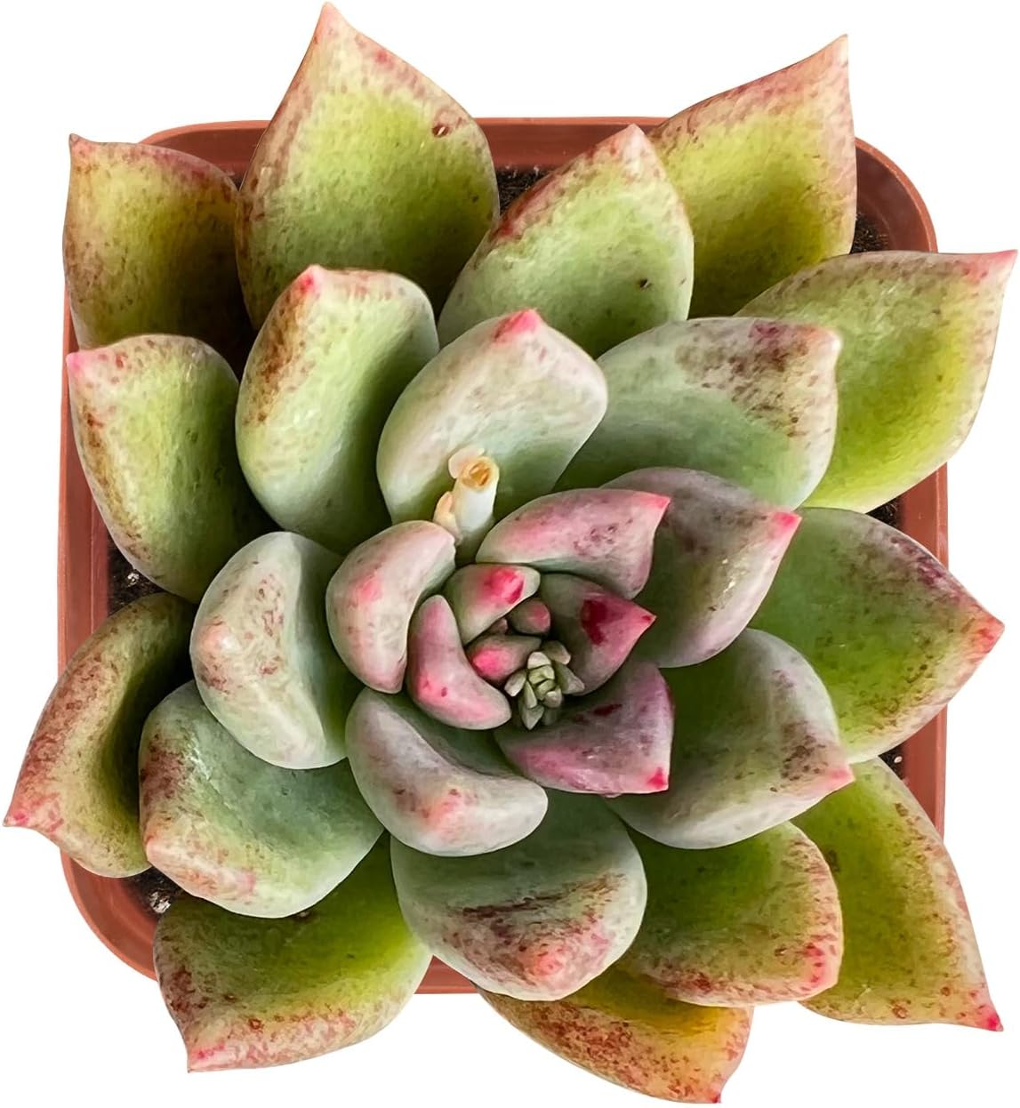 Sprout N Green Echeveria Minima, 1 Live Mini Succulent Plant Fully Rooted in 2 inch Starter Pot, Real House Plant for Indoor Outdoor Home Office Wedding Decoration Party Favor