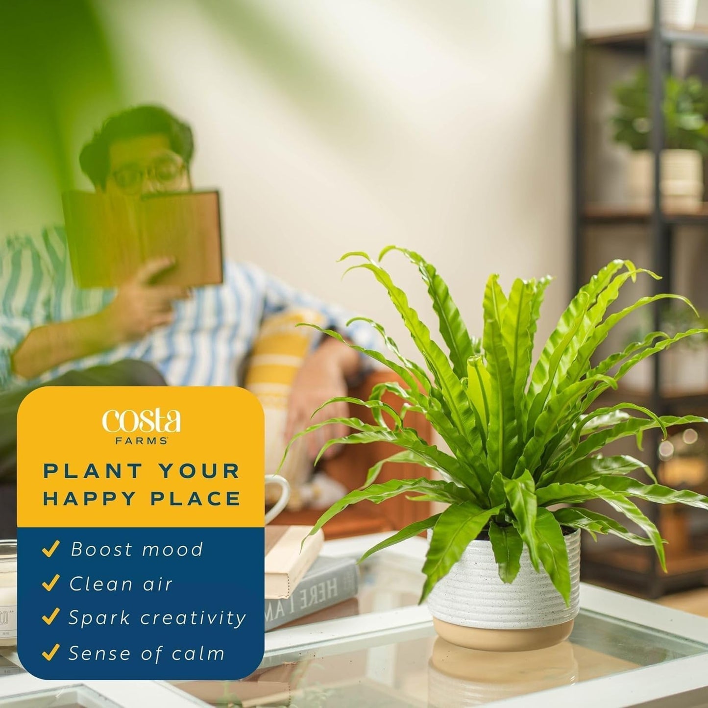 Bird's Nest Fern in Planter