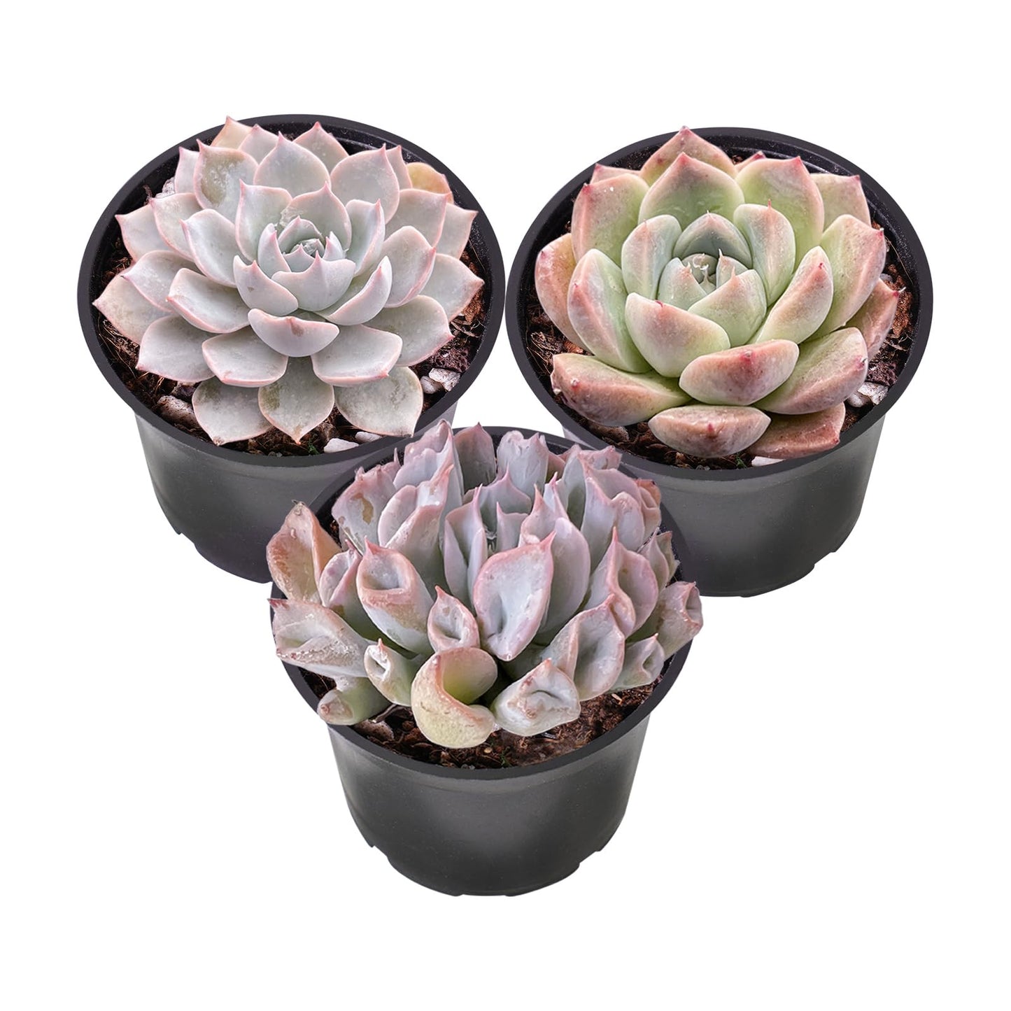 Lithops & Succulent Collection