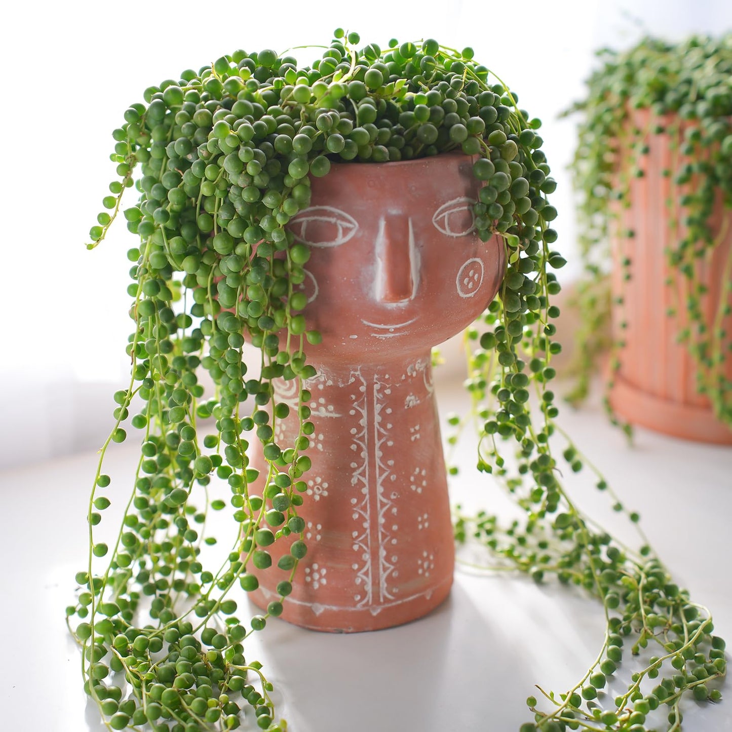 4" Trailing Succulents