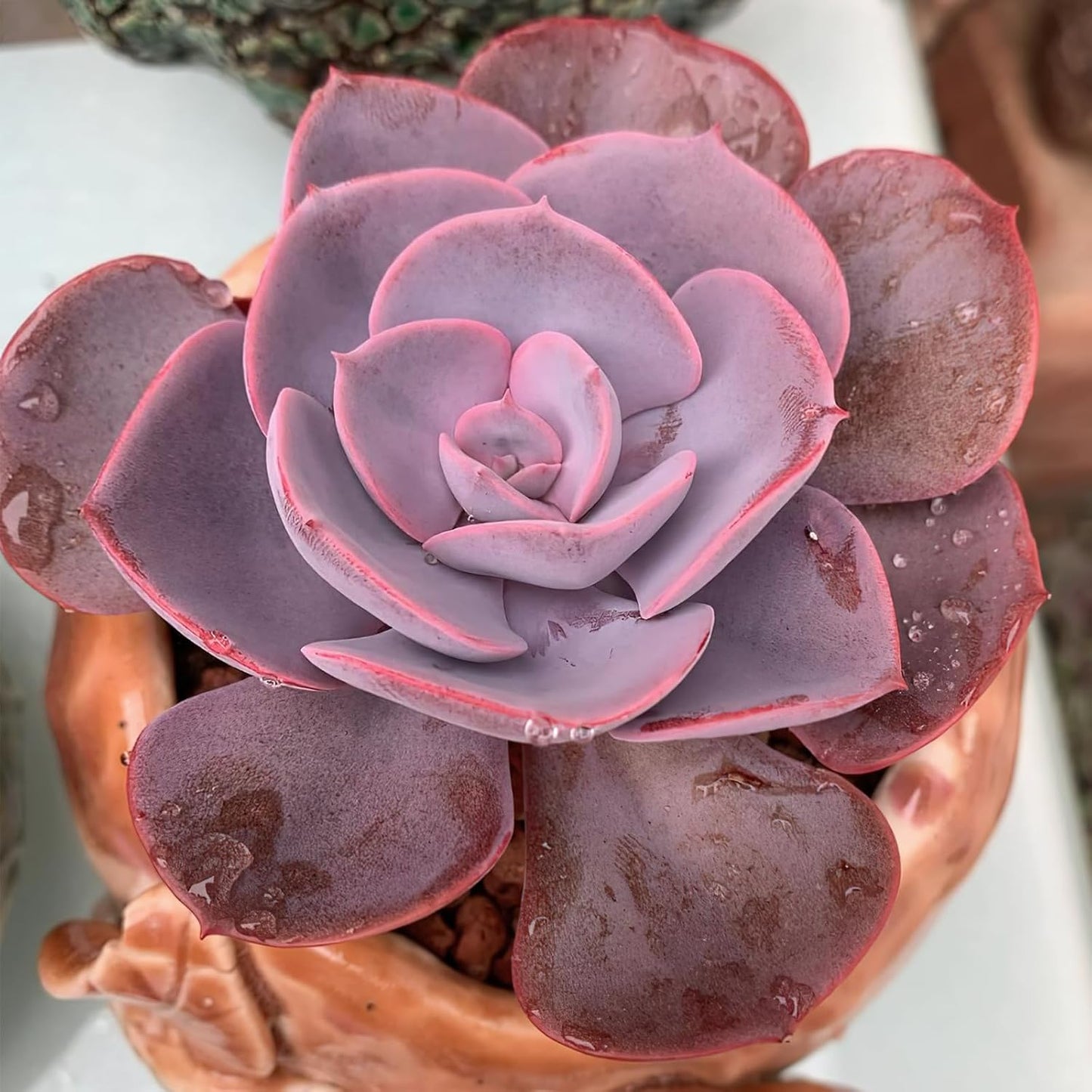 Sprout N Green Echeveria Minima, 1 Live Mini Succulent Plant Fully Rooted in 2 inch Starter Pot, Real House Plant for Indoor Outdoor Home Office Wedding Decoration Party Favor