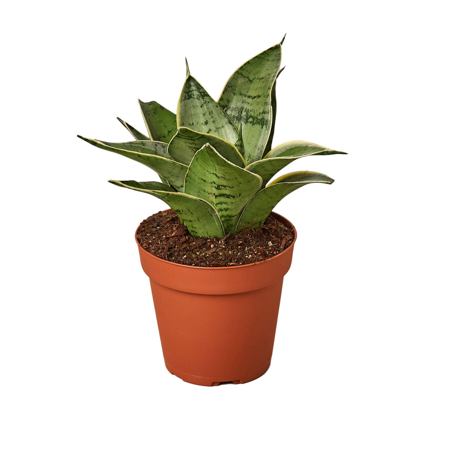 Snake Plants