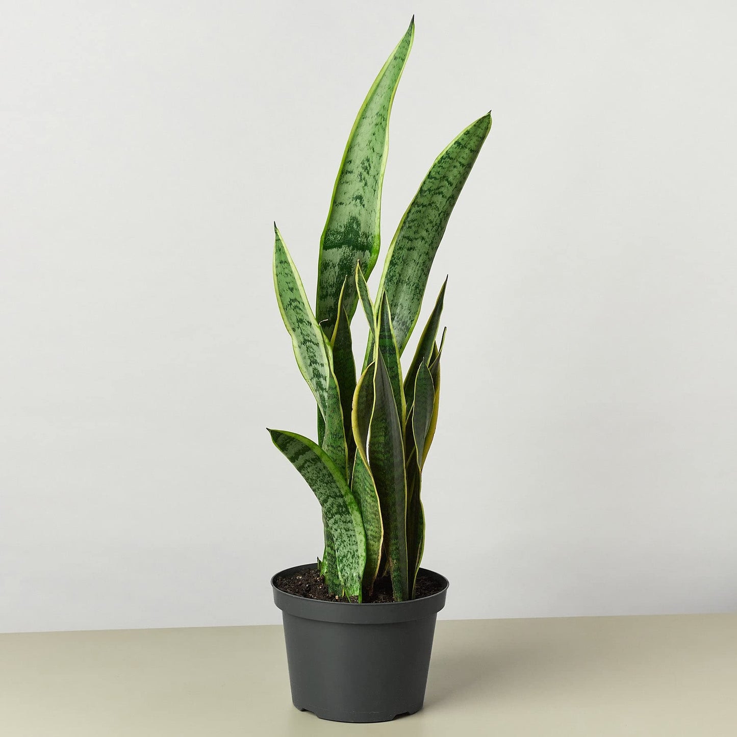 Snake Plants