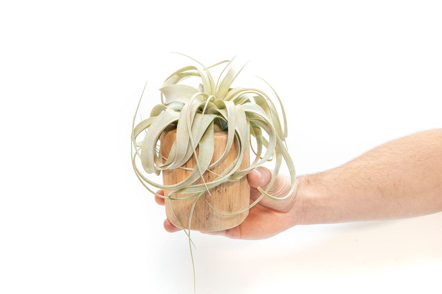 Driftwood Containers with Small Xerographica Air Plant