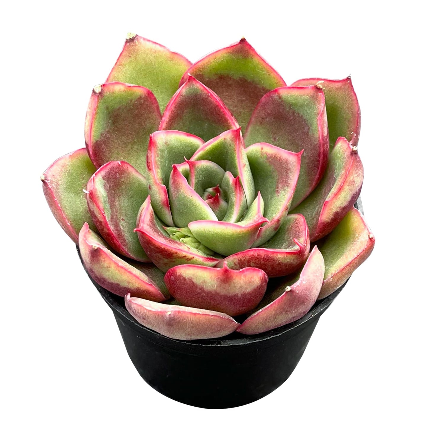 Sprout N Green Echeveria Minima, 1 Live Mini Succulent Plant Fully Rooted in 2 inch Starter Pot, Real House Plant for Indoor Outdoor Home Office Wedding Decoration Party Favor