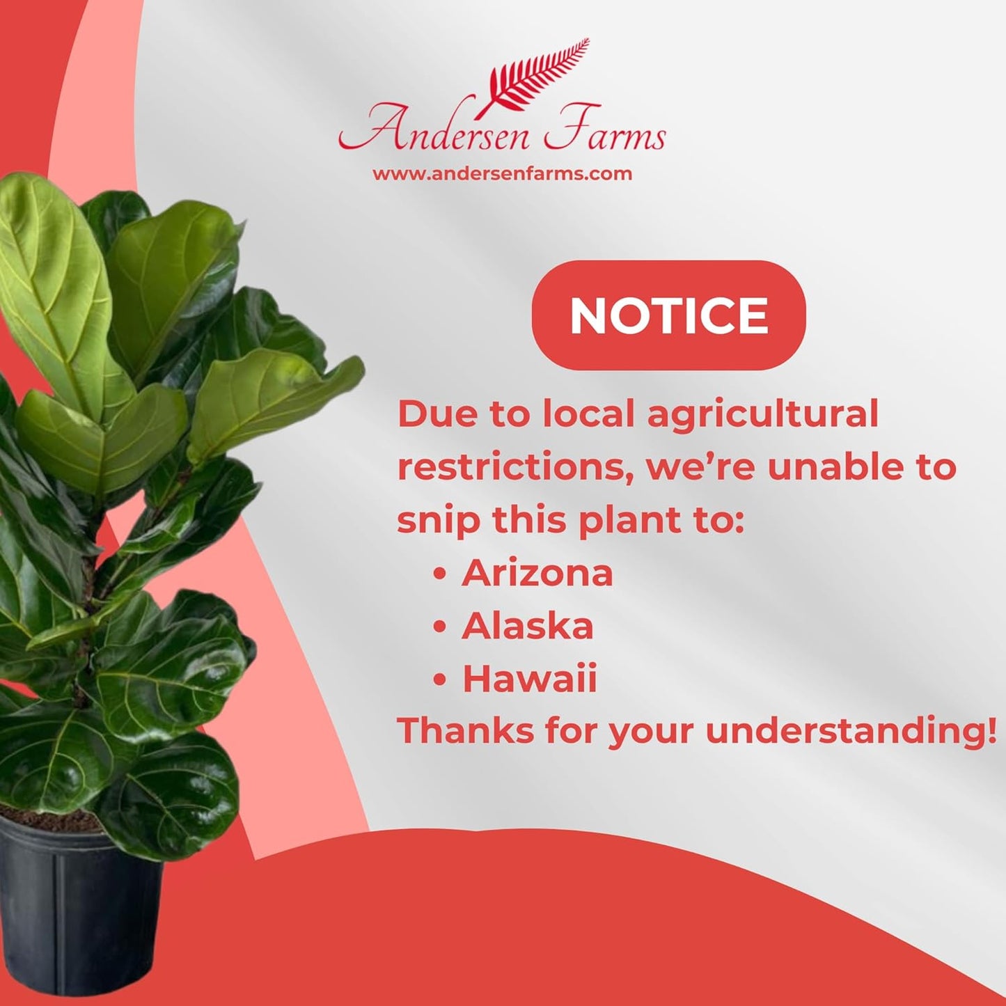 Ficus Lyrata Live Plant Indoor/Outdoor in 10 in Grower Pot, Green