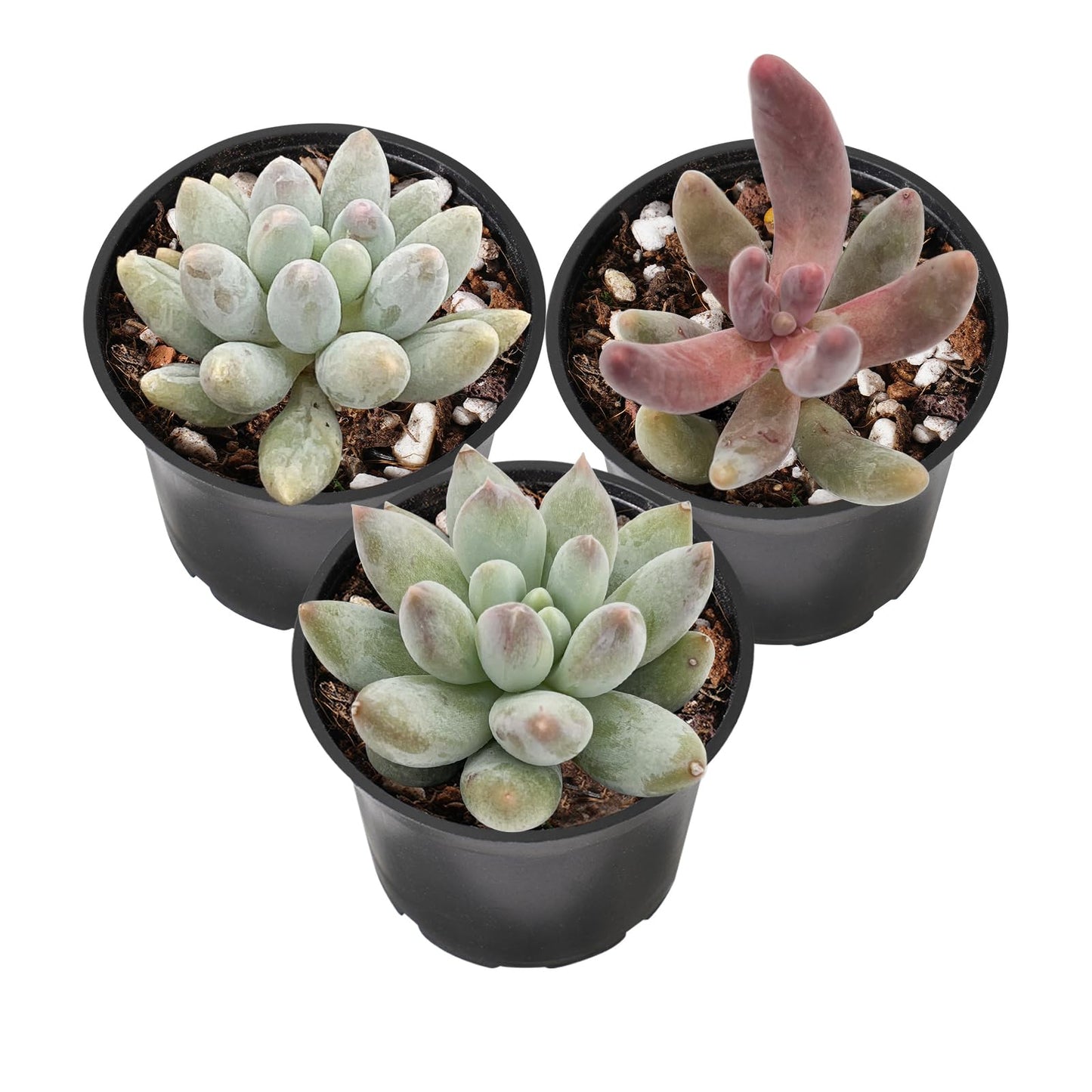 Lithops & Succulent Collection