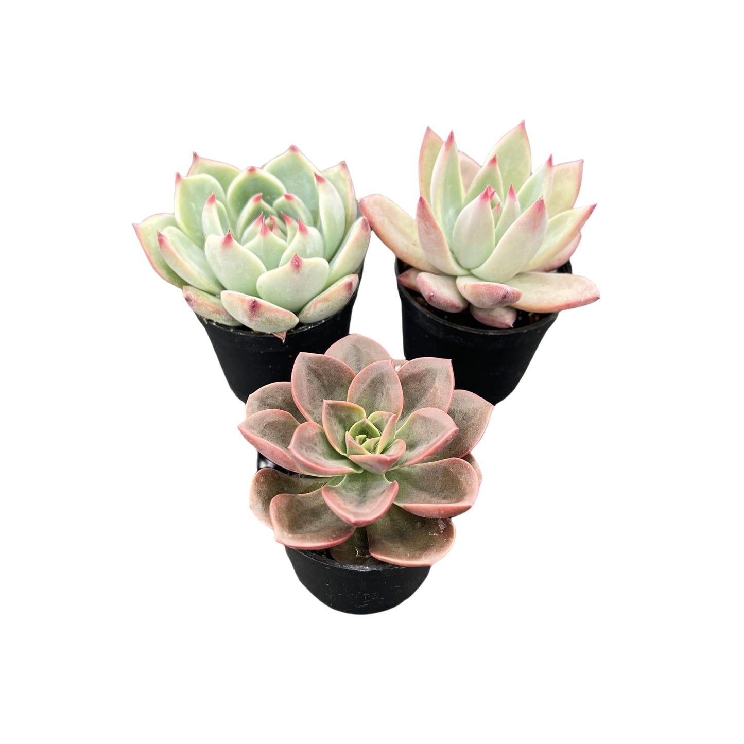 Lithops & Succulent Collection