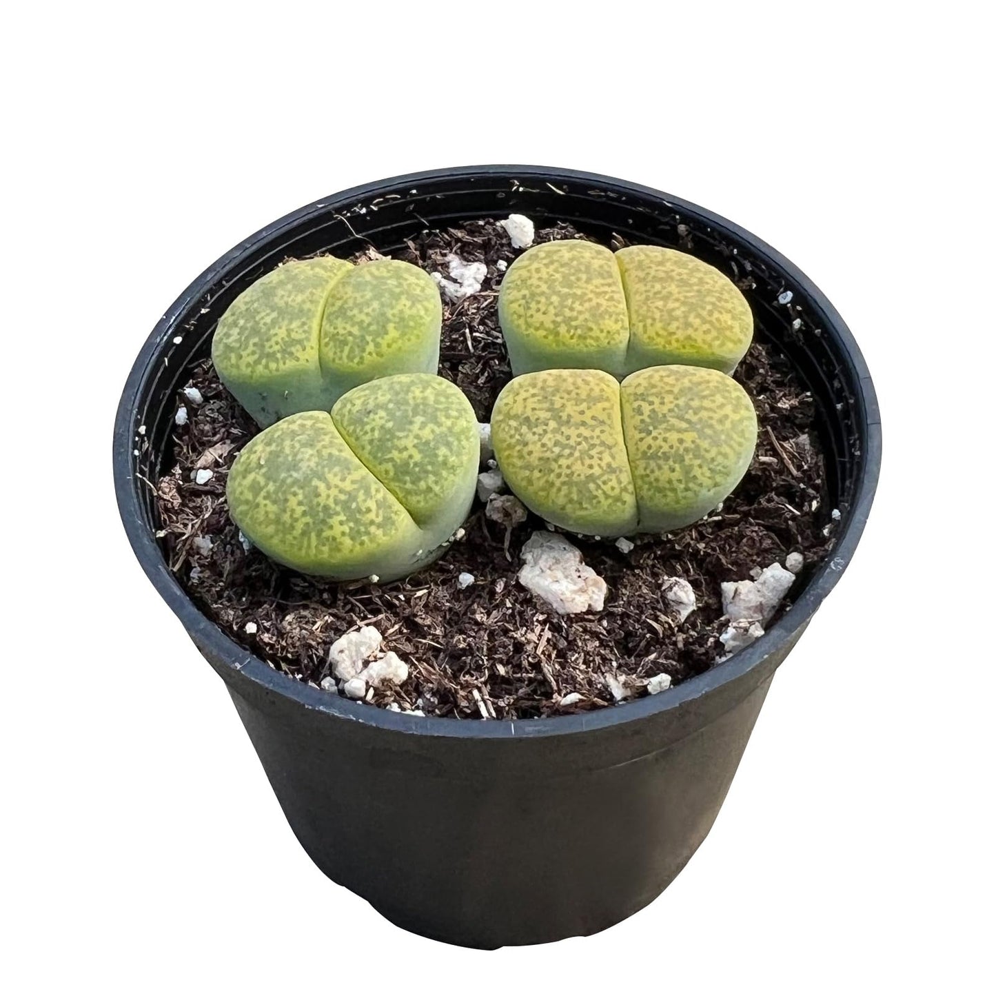 Lithops & Succulent Collection