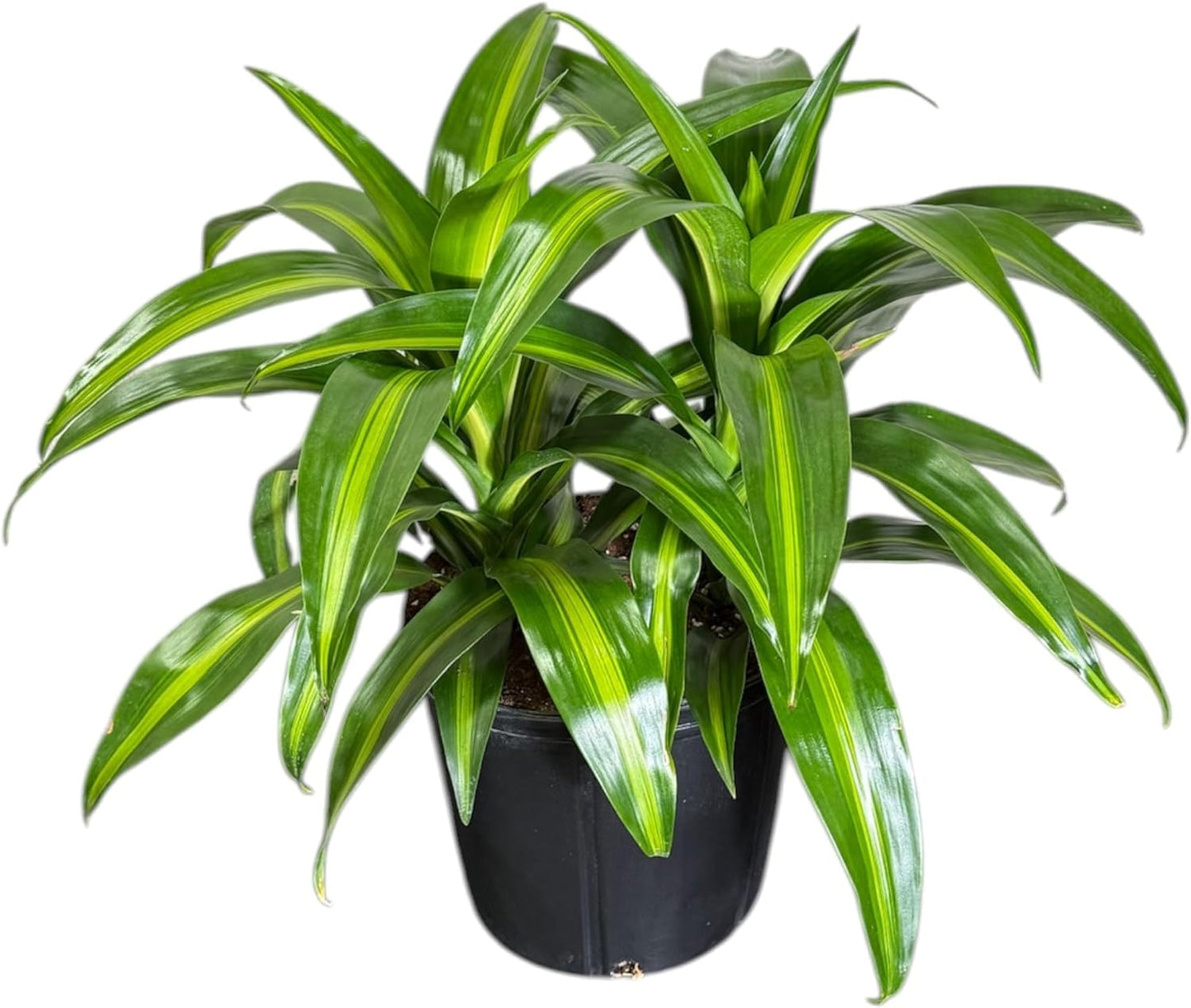 Dracaena Hawaiian Sunshine Live Plant, Indoor/Outdoor, 10-inch Grower Pot