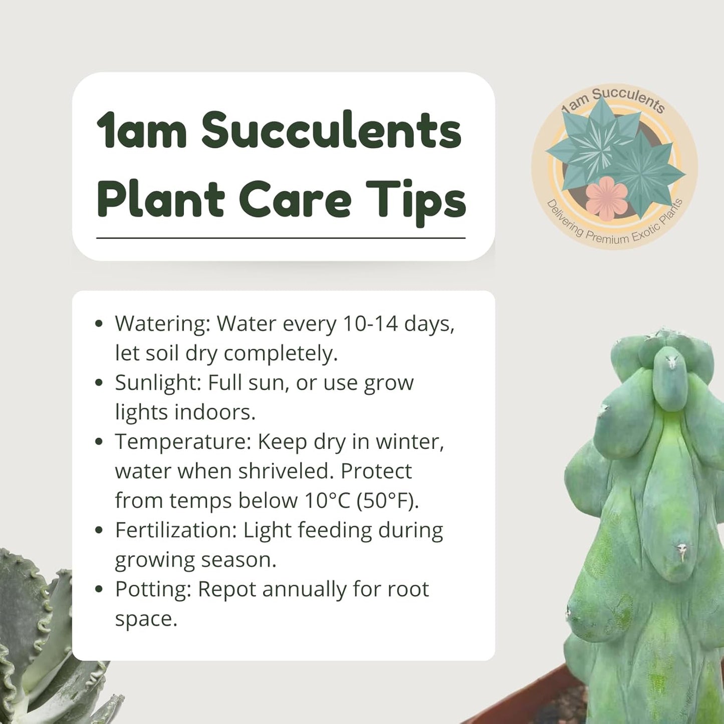 Boobie Cactus Live Plant - Myrtillocactus Geometrizans Fukurokuryuzinboku