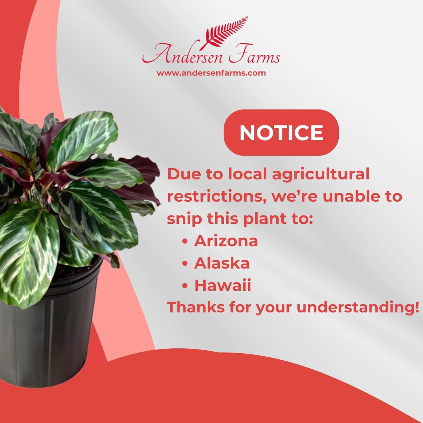 Calathea Medallion Live Plant Indoor/Outdoor in 10 in Grower Pot, Green, Rose